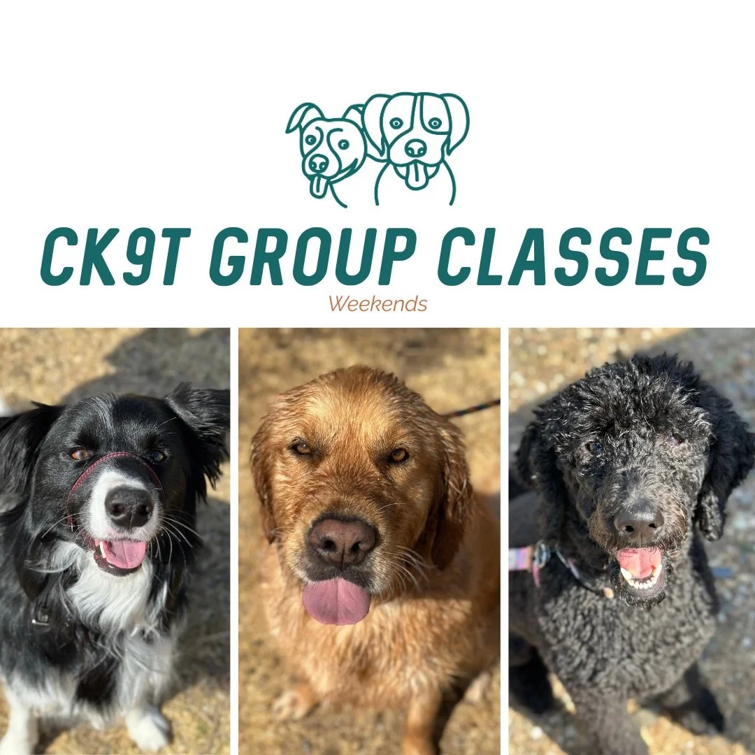 ☀️ Group Classes ☀️ 

The sun had a bit of bite this morning! Doggos tired quickly but absolutely loved the shell pools💧

We welcomed Mr Alfie the border collie to group classes and he smashed it 🔥 

Lots of walking, improving our handling skills a