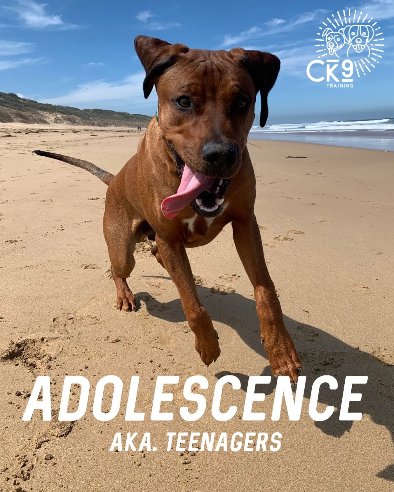 🐾 ADOLESCENCE 🐾

Give me a puppy over a teenager any day of the week!

Adolescence (aka the teenage phase) can be a tricky time for dogs and their humans. Rough guide:
➡️ Small dogs: 6&ndash;12 months
➡️ Medium breeds: 6&ndash;18 months
➡️ Large/gi
