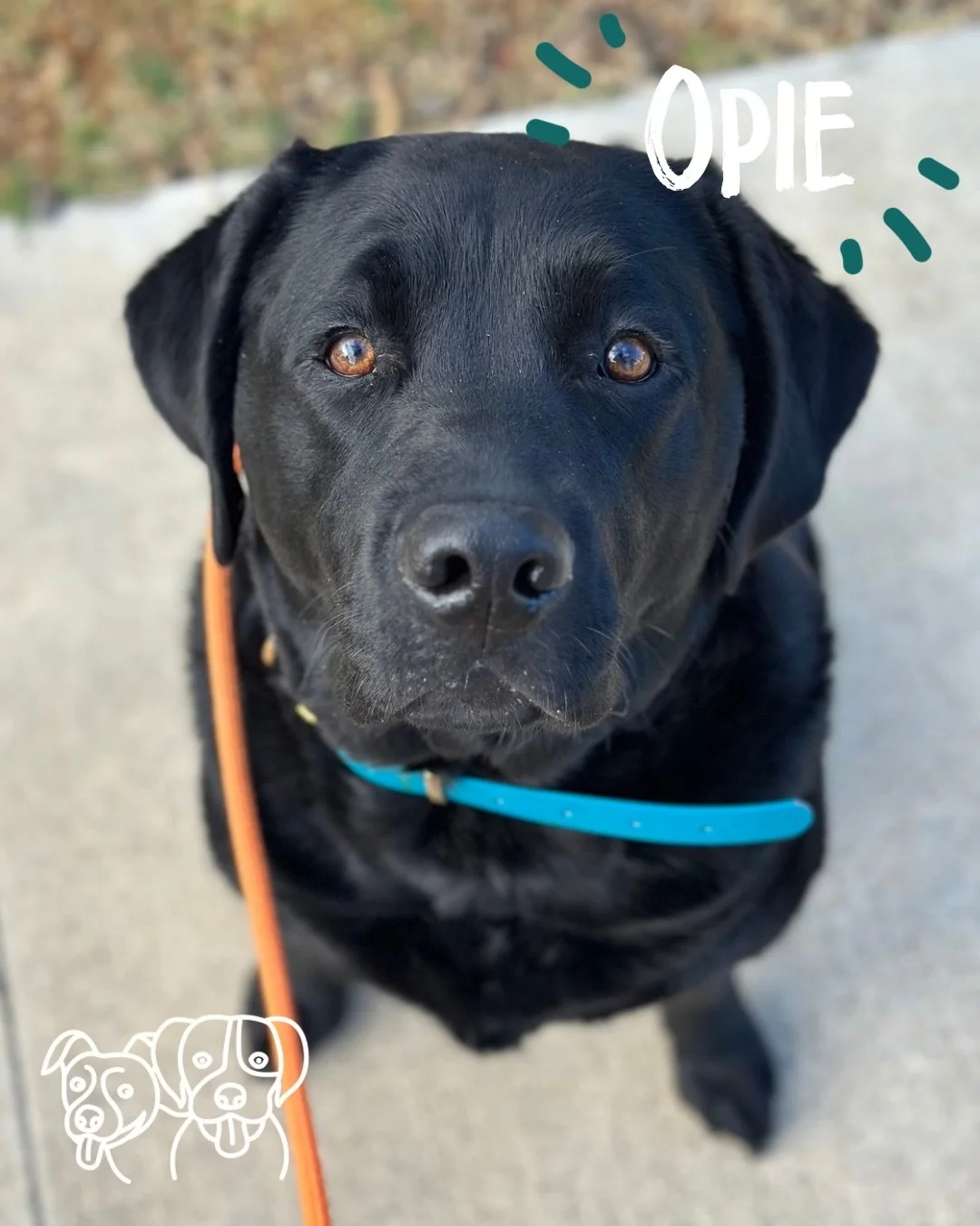 🔥 Training Walks 🔥 

Say hi to the new kids, Opie + Jax 👋

Todays crew experiencing some big feelings around triggers and working through them, improving their play and impulse control and lots and lots of recall 💪