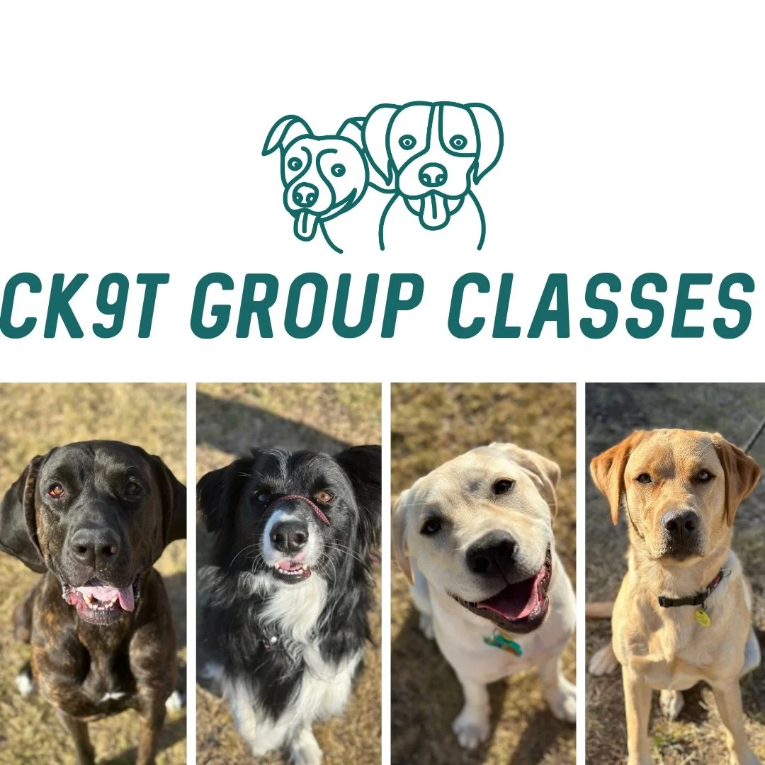 💪 Group Classes 💪 

We welcomed Mr Bowser to his first group class last night 👋

Last night&rsquo;s crew worked their butts off 🔥 Lots of counter conditioning to dogs, some trick training while walking and back end awareness work!