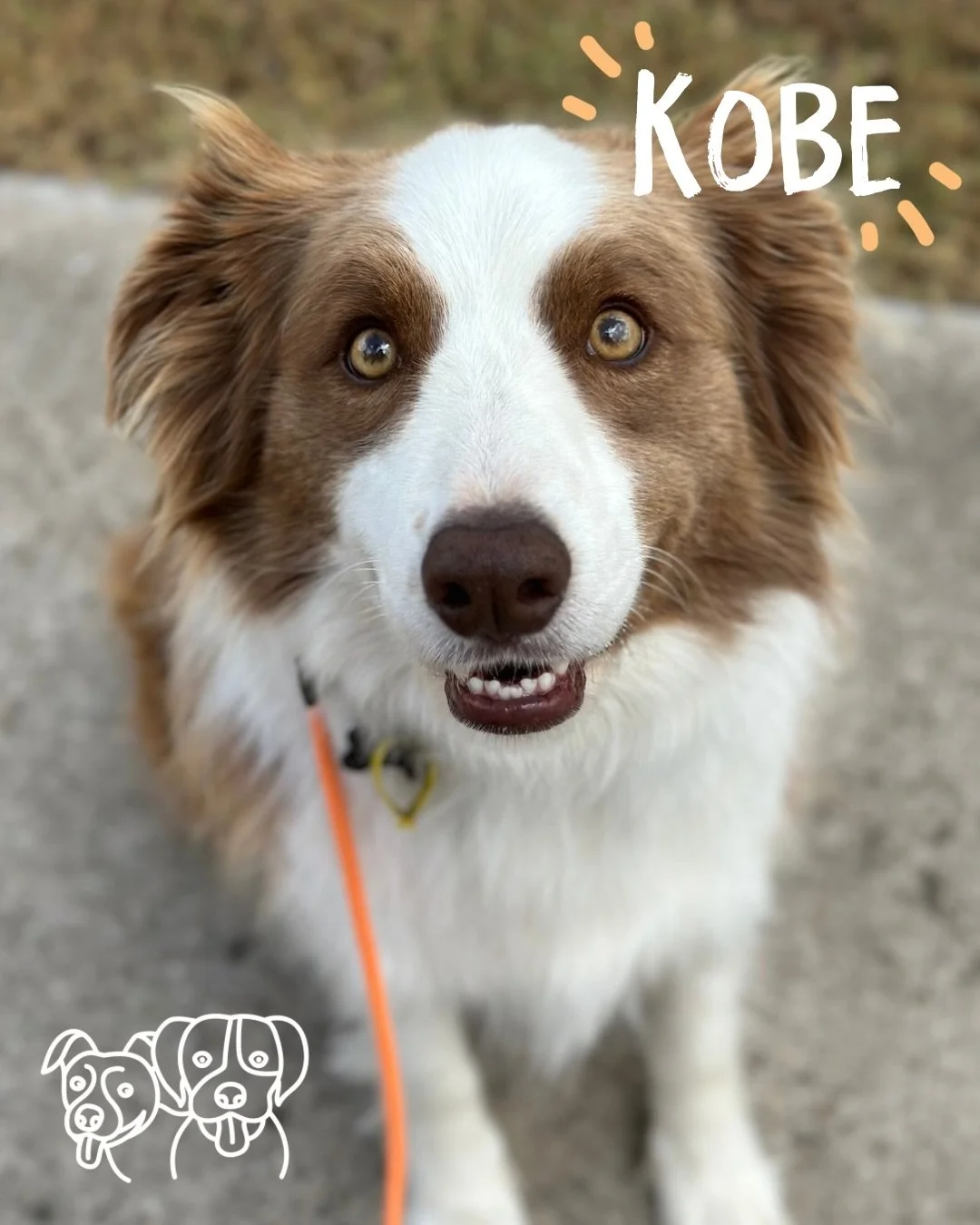 🐾 Training Walks 🐾 

Todays crew nailing it as usual 💁&zwj;♀️ 

Lots of loose leash walking, recall, engagement and working around triggers 🔥