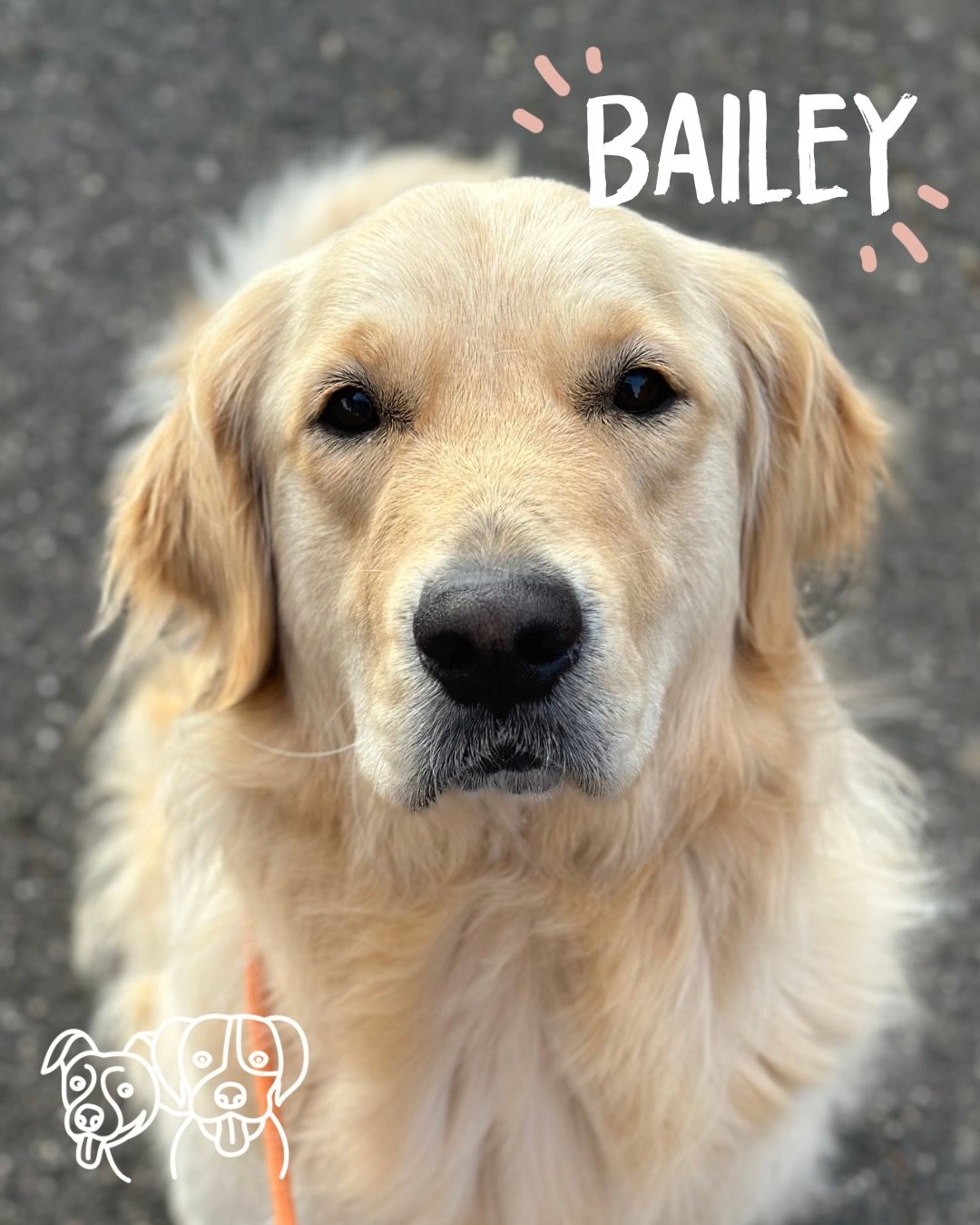 ✨ Training Walks ✨ 

These ladies smashing it this morning! 💪 

Handling reactive dogs on the street like pros, speedy recalls and brilliant engagement 🔥 

It was lovely catching up with Miss Bailey and Maggie this morning, I&rsquo;ve missed them ?