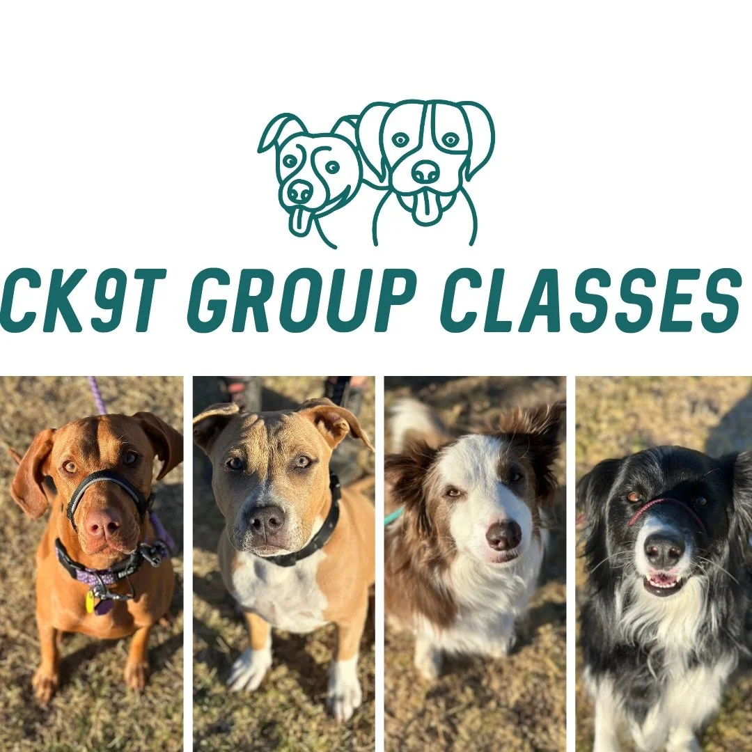☀️ Group Classes ☀️ 

Tonight we welcomed Miss Winnie the Hungarian Vizsla and Miss Bonnie (who&rsquo;s just a baby 😭) an American Staffy x 

It was a tad warm for the crew tonight, so took things a bit slower! Continuing practicing working closer t