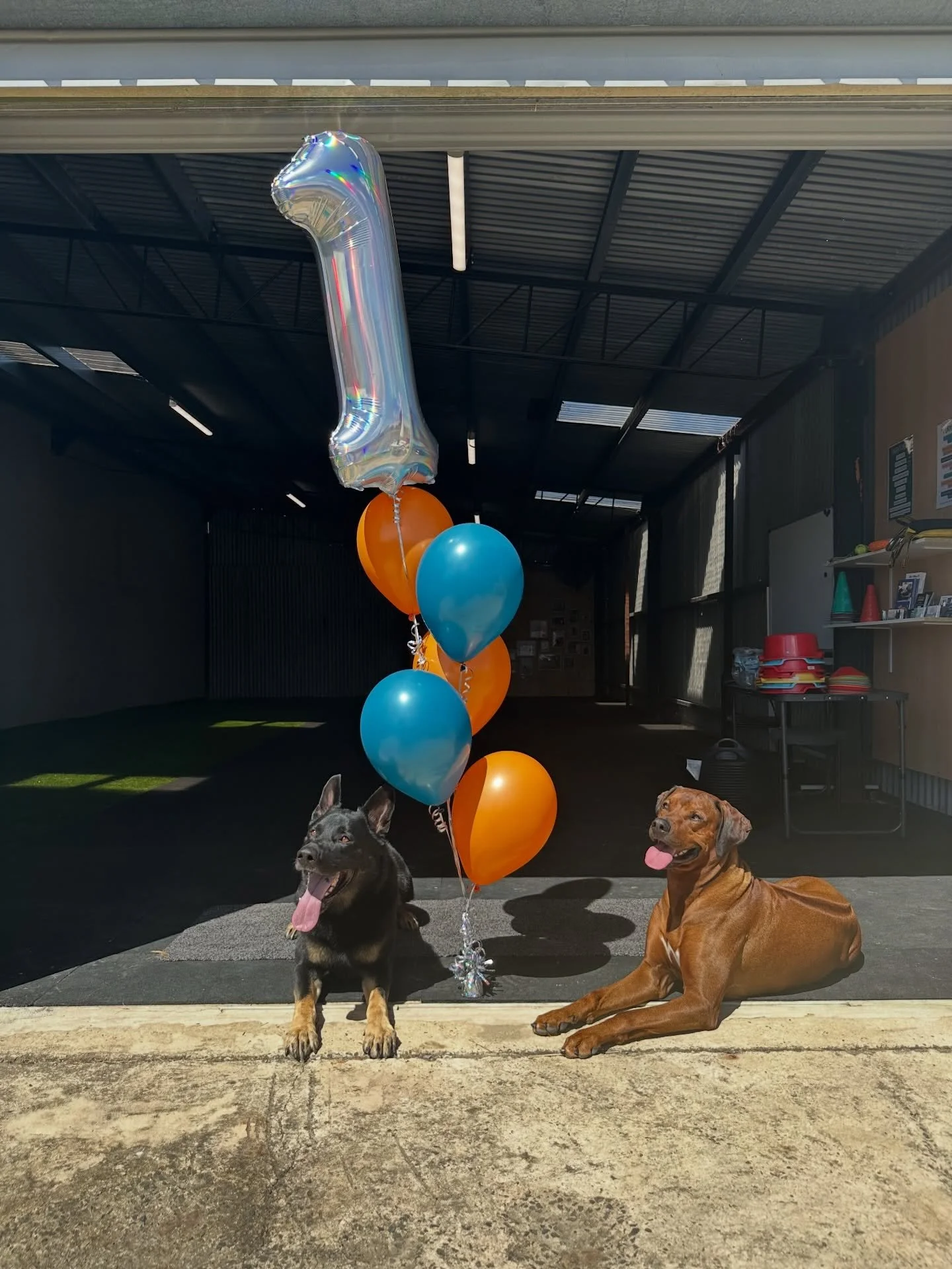 🎉 1 YEAR AT THE SHED 🐾 
 
One year ago I unlocked the doors to a space that, at the time, was just four walls, grass and a whole lot of vision.

Today, that same space holds muddy paw prints, nervous first sessions, breakthrough moments, belly laug