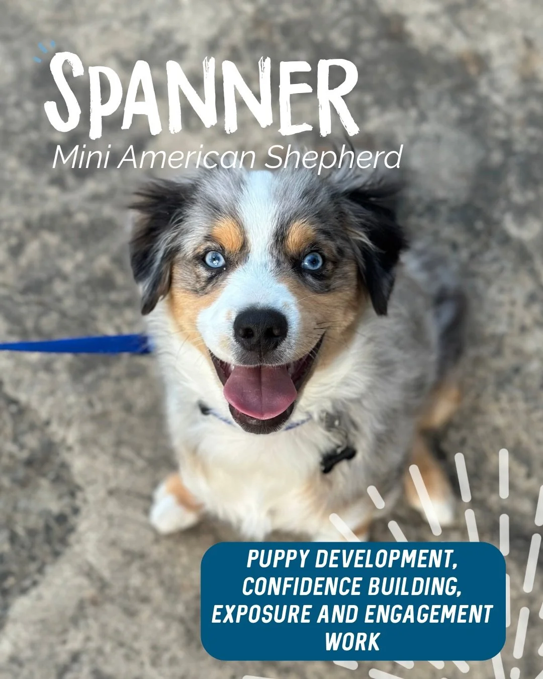 ✨ SPANNER ✨ 

Say hi to this little spunk 👋

Spanners humans reached out to ensure Spanner gets the best start possible! A pretty big focus for spanner was building his confidence around people. 

We also focused on&hellip; 

✨ Exposure work 🙋🏼&zw