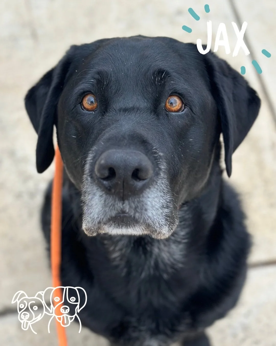 🔥 Training Walks 🔥 

Todays crew really impressing me! Main focuses today was play, recall and working through some big feelings. 

Recall 🏃&zwj;♀️
Building the doggos speed and enthusiasm through movement! Asking the crew to check back in before 