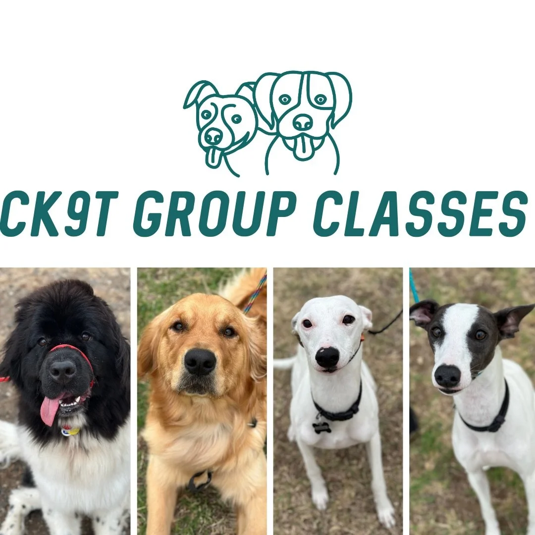 🔥 Group Classes 🔥 

Say hi to the new kids 👋

Pepper the Newfoundland, Hudson and Eddie the Whippets and Monty the Goldie 💪 

Lots of walking for today&rsquo;s crew, tightening up our handling, working around Murphy barking and learning how to te