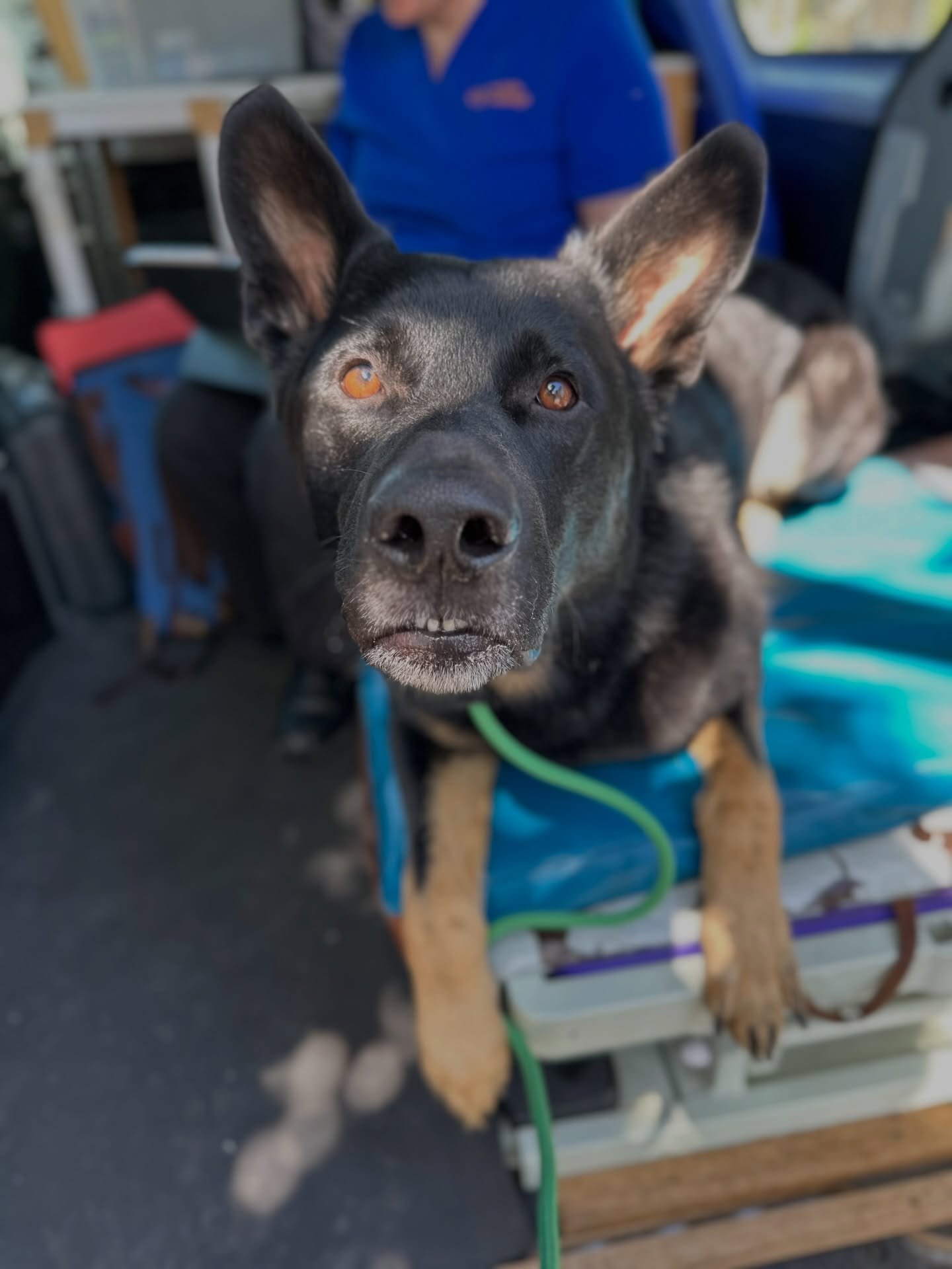 💆&zwj;♀️💆&zwj;♀️💆&zwj;♀️ 

Keeping my boys in good physical condition is a huge priority, and remedial massage plays a big role in that!  Preventing any soreness and addressing any issues before they turn into bigger problems. 

Bonus: they both a