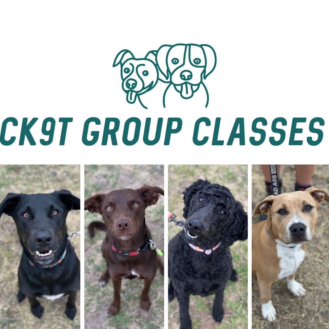 🐾 Group Classes 🐾 

The doggos absolutely nailing everything we asked of them. Lots of walking, counter conditioning, recall and working closer to doggos. 

We had Murphy join us tonight, he was running and weaving between dogs while they had to ho