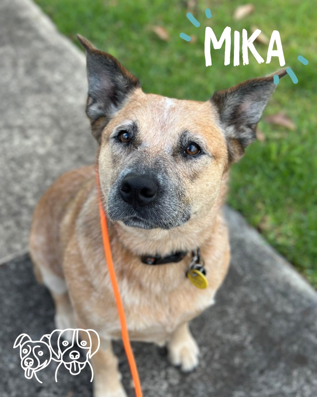 🔥 Training Walks 🔥

Today was all about challenging the dogs!  Giving them the opportunity to make choices and seeing how they handled different situations, while being there to guide them if needed.

How did we do that?
➡️ Stepping back from micro