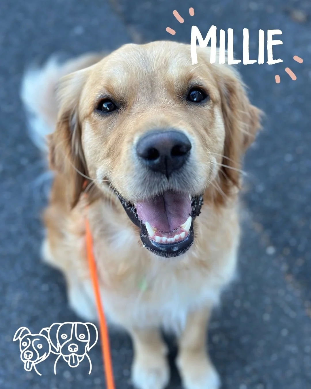 ☀️ Training Walks ☀️ 

Today&rsquo;s crew did lots and lots of walking, recall and engagement work! 

We introduced some new equipment, worked on neutrality, trick training and had some fun with play 🎉