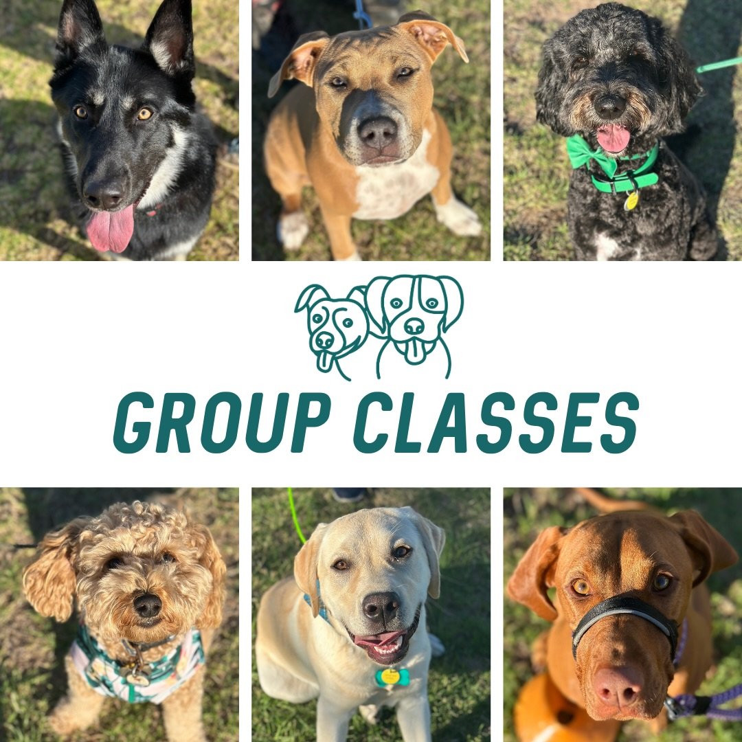 ☀️ Group Classes ☀️

Last night&rsquo;s focus was all about tidying up our obedience and mechanics! 

Some back to basics to ensuring the first thing of every sequence is our verbal and not overshadowing with our body language!