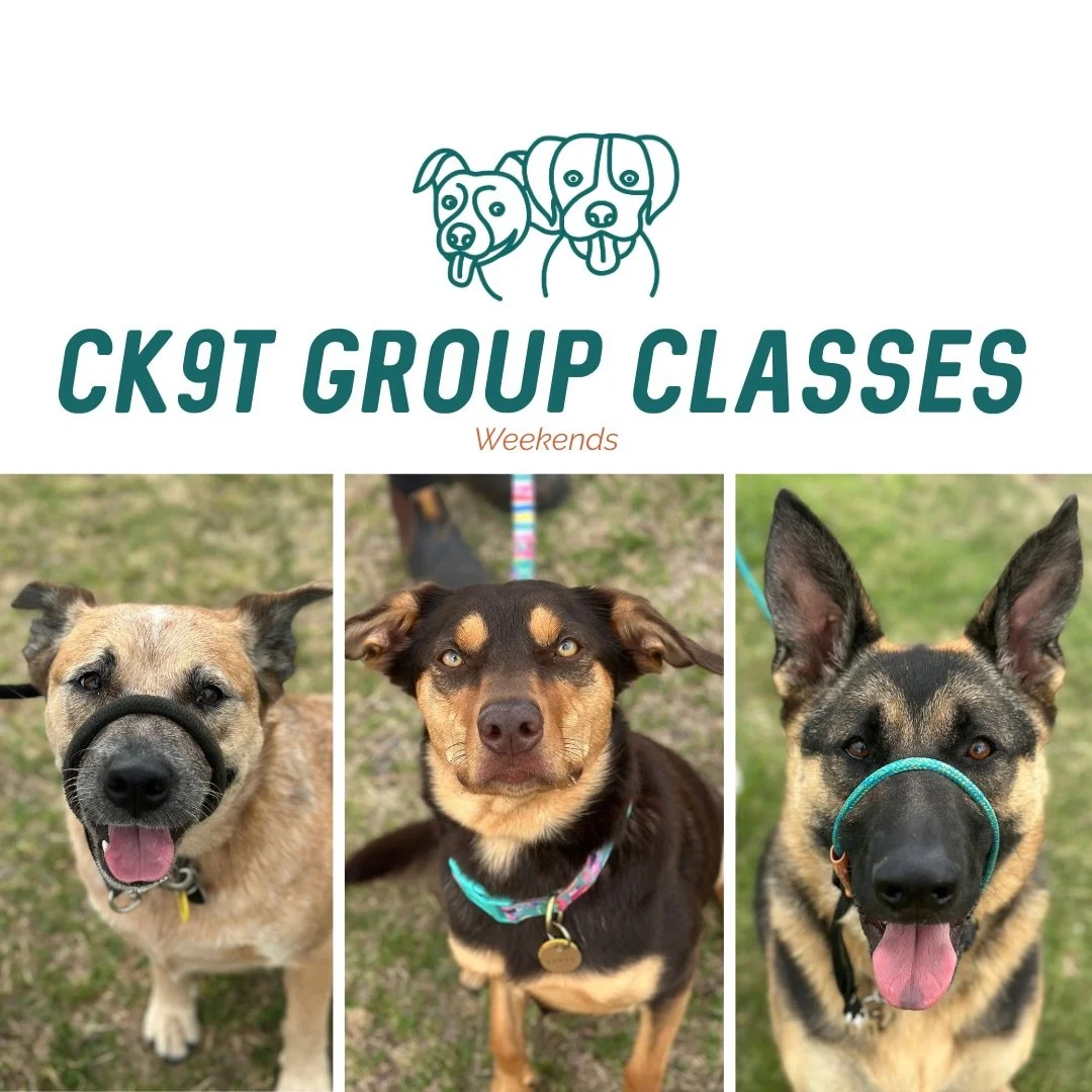 🐾 Group Classes 🐾 

This afternoons crew smashing it! 

Today we had some fun getting dogs to move from middle to spin into a heel, loose leash walking and practicing walking head on to other dogs 🔥