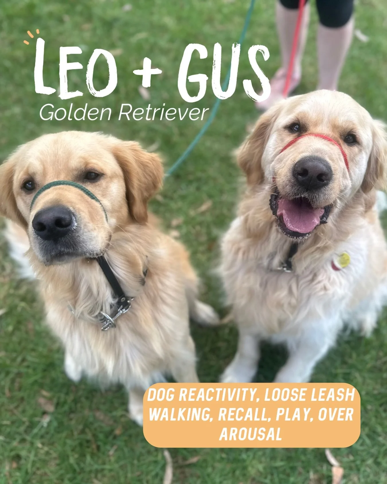 ✨ LEO + GUS ✨

Two absolute sweethearts 🥹

We first started working with Leo, who had some very big feelings about other dogs. Our focus was giving him appropriate outlets, teaching him how to disengage around dogs, and building quality, calm exposu