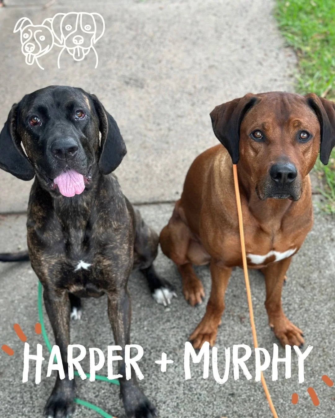 👫 Training Walks 👫

The crew had a surprise guest today&hellip; Mr Murphy joined us!

Everyone absolutely blew me away 🔥 Most of these dogs have only done this type of work with me once or twice before (and it&rsquo;s been a while!), but they step