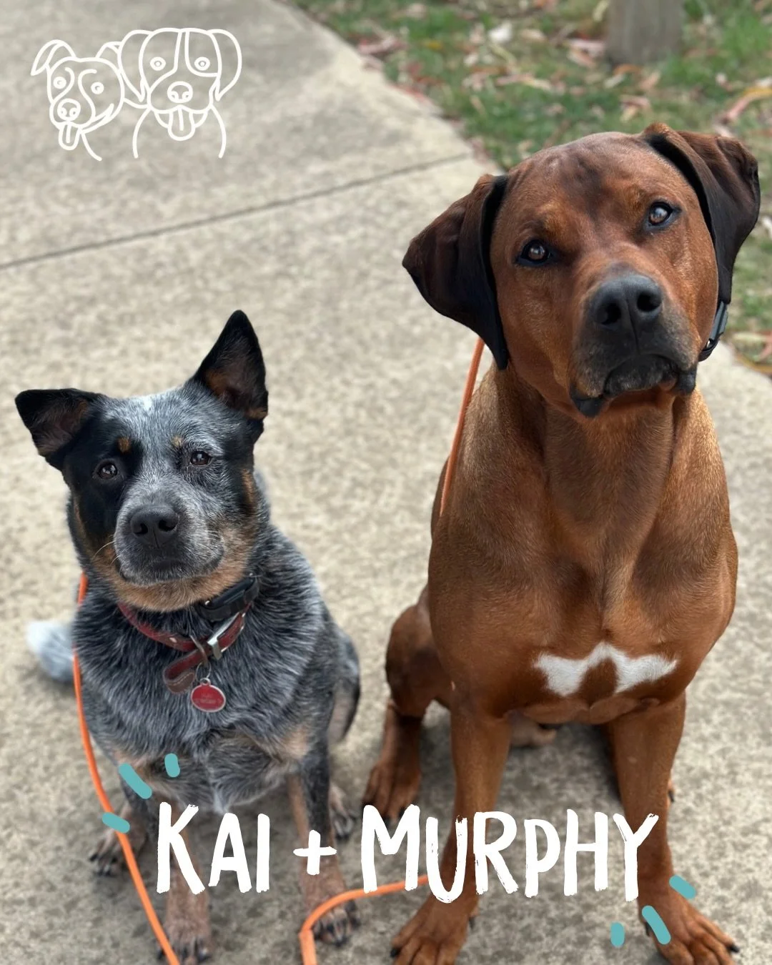 🔥 Training Walks 🔥

The boys (and Millie 🤫) absolutely smashing it today!

Murphy was introduced to three new dogs today, Jax, Opie and Bear. Opie needed a bit more time to warm up, but otherwise everyone handled it really well. Lots of walking, a