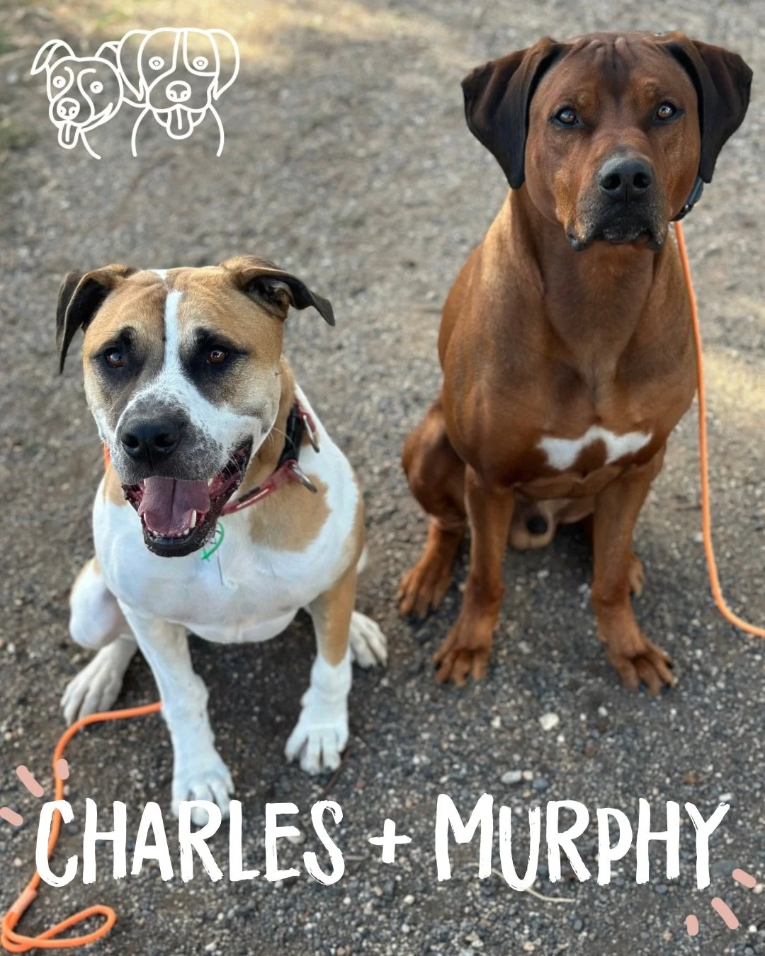 🔥 Training Walks 🔥

I missed this crew 😭 With the public holiday on Monday, the Monday dogs became Friday dogs this week! I&rsquo;m not sure who was more excited to see each other, me or the dogs 🤣

A big day for the crew meeting Murphy for the f