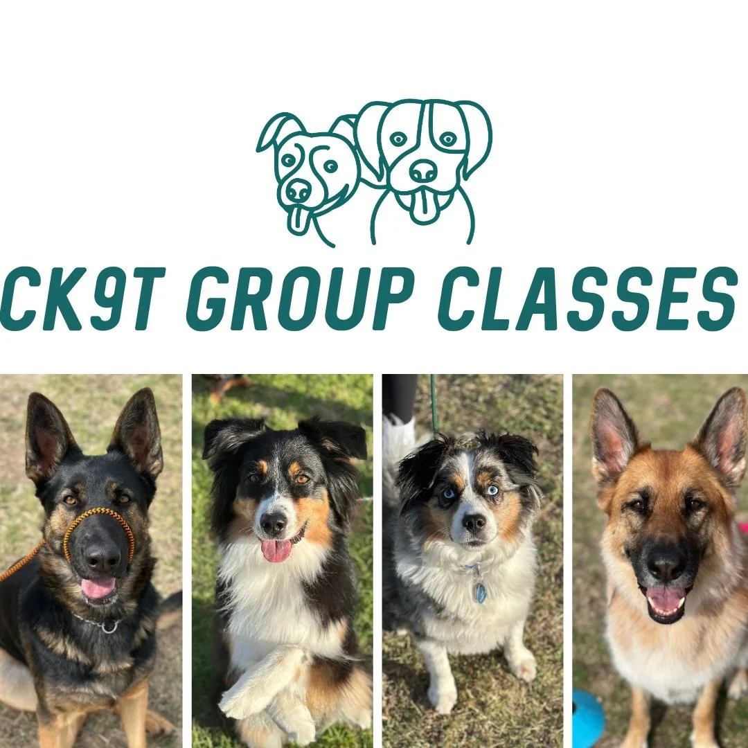 🐾 Group Classes 🐾

We welcomed Ace the Mini Australian Shepherd and River the Aussie Shepherd to our group classes 😍👏

Friday night and Saturday morning crew absolutely smashing it as always 💪

Friday night:
We focused on chaining behaviours tog