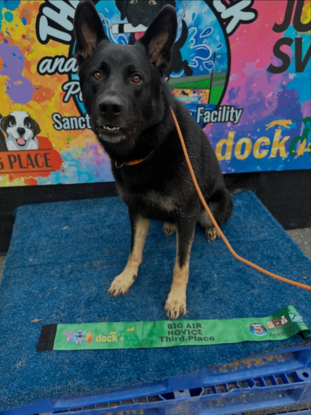 The face of a very tired dog with one brain cell left, who still wanted to launch himself off the dock behind me&hellip; but unfortunately wasn&rsquo;t allowed 🤣

Lil man did so well today. Not only smashing his jumps off the dock, but handling a ve