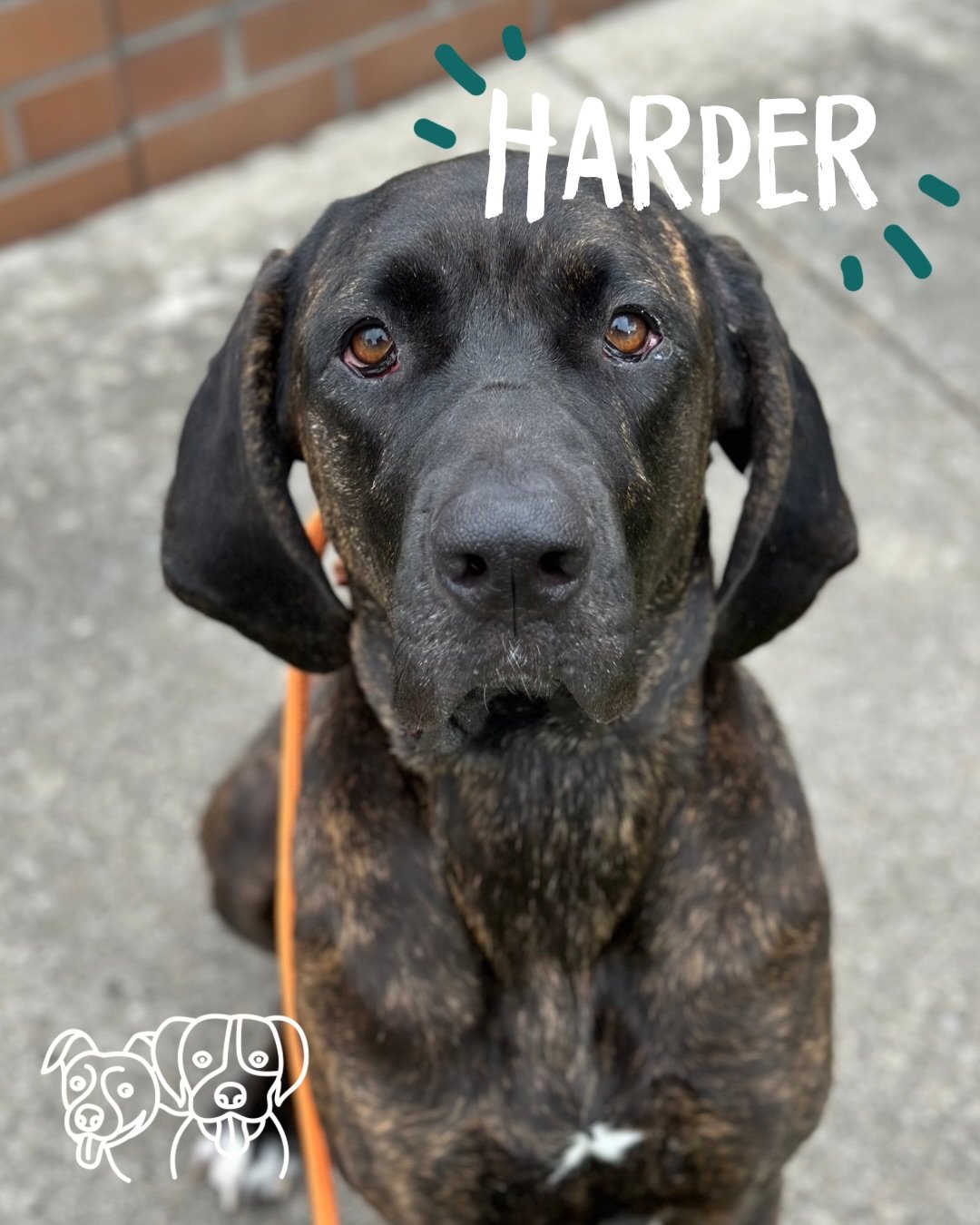 🐾 Training Walks 🐾

Today&rsquo;s crew absolutely showed up 🔥

Harper, Mika, Fynn + Myla were put to the test.  I stripped things back, reduced my management and let them show me what they&rsquo;ve actually got&hellip; and wow. No issues, no fuss,