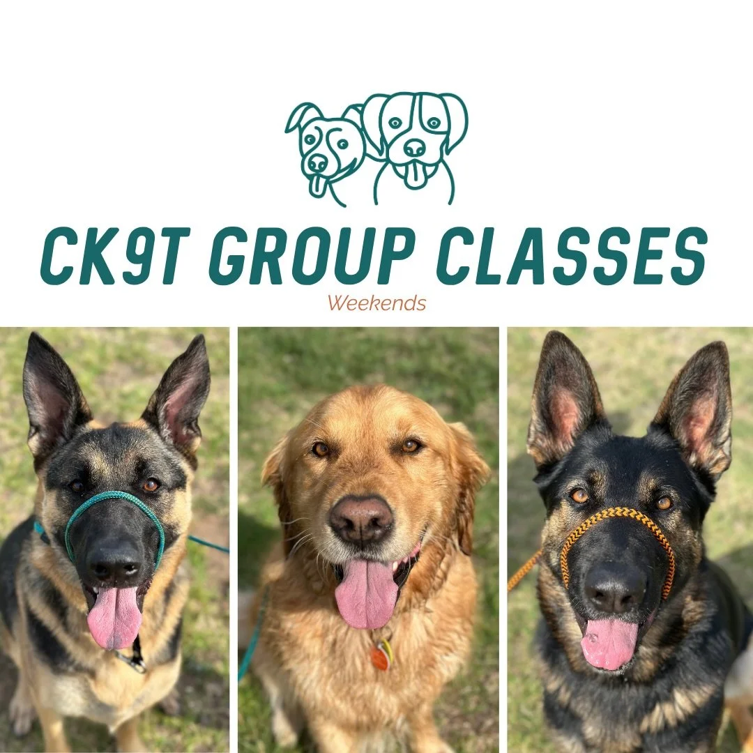 🔥 Group Classes 🔥

Today&rsquo;s crew absolutely smashed it 💪

Plenty of walking with a big focus on counter conditioning and working closer around other dogs. We were weaving through each other while others held solid implied stays 🔥

Wrapped th