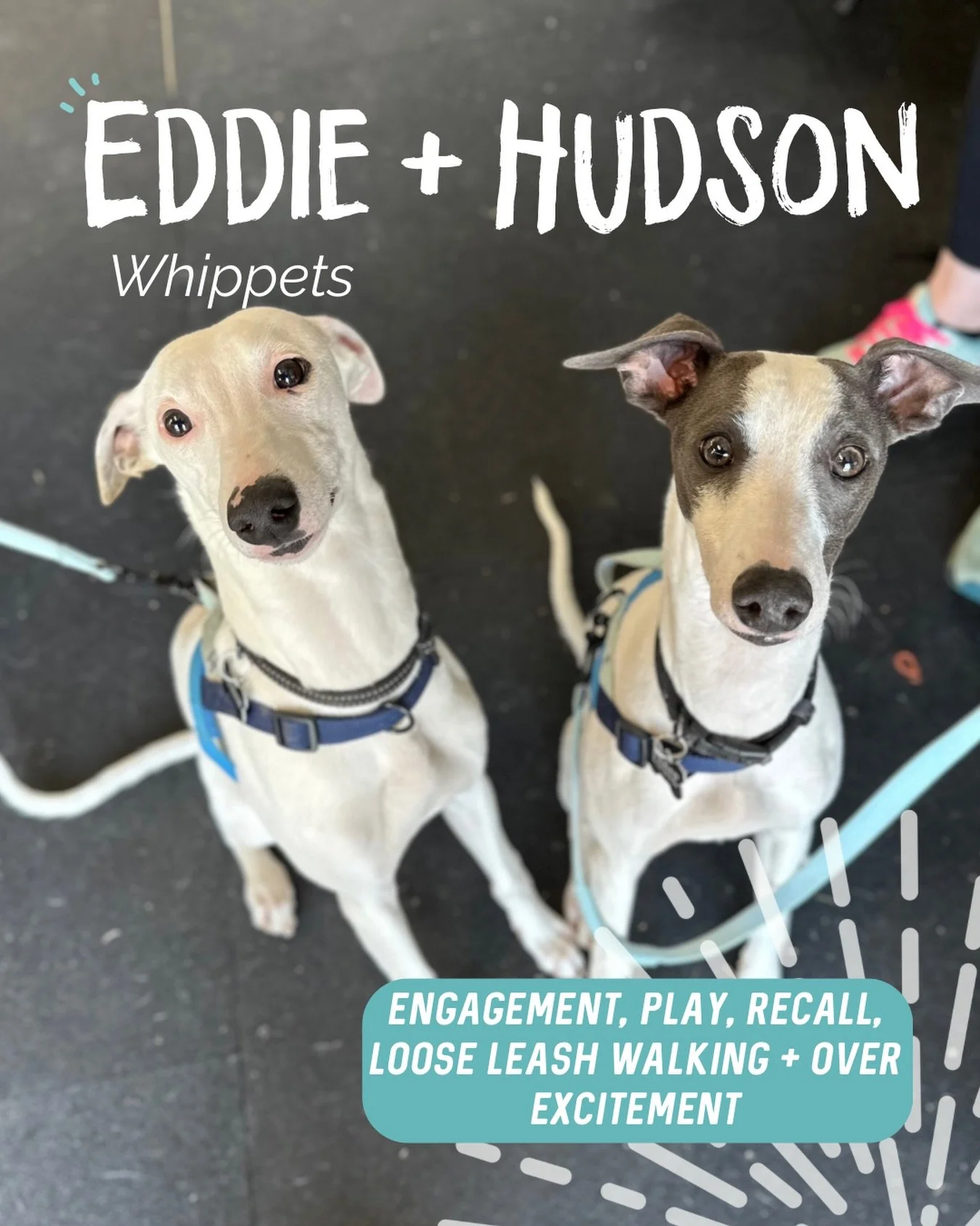 ✨ EDDIE + HUDSON ✨

These two little pocket rockets are absolute sweethearts and full of beans 🫘

These two they LOVE everyone which can show up as pulling, lunging and the occasional bark towards people and dogs.

Our focus was all about creating c