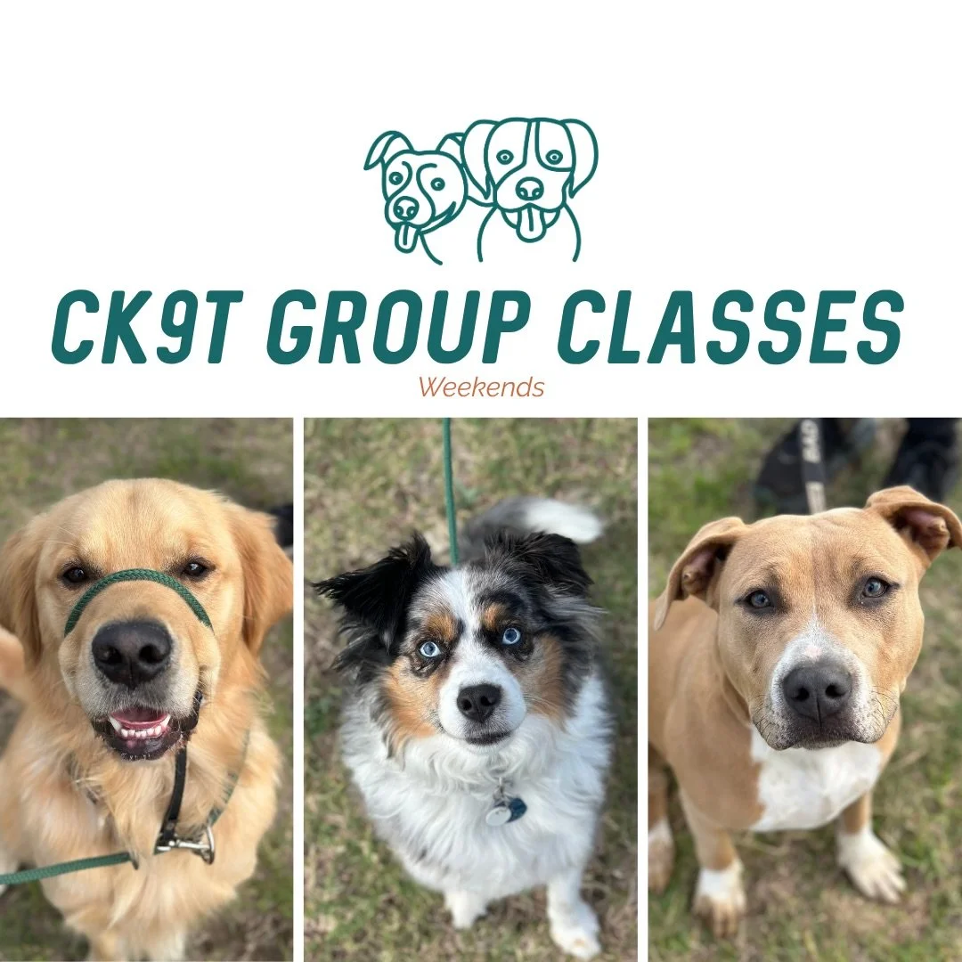 🔥 Group Classes 🔥

Today we welcomed Mr Leo to group classes 👏

And as always&hellip; the crew absolutely smashed it 💪

Lots of engagement with their humans and some beautiful disengagement from other dogs 👌

Today&rsquo;s focuses included:
✨ Si