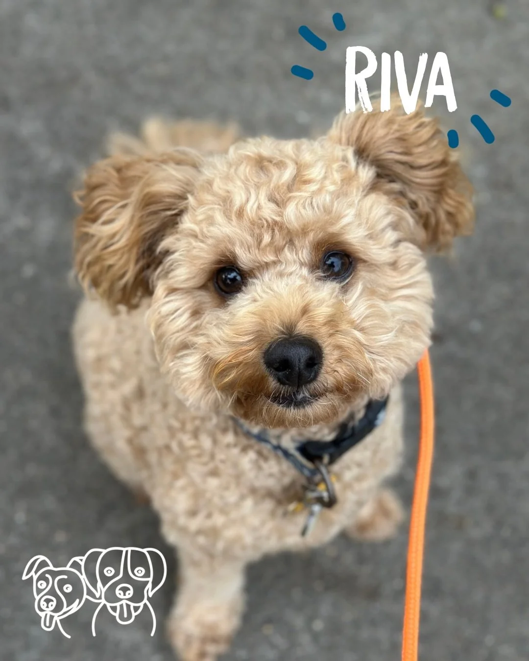 🔥 Training Walks 🔥

The crew absolutely smashed it today!

Mr Riva joined most of the group, and every dog handled it so well. It was awesome to see how quickly they settled into the routine of introducing a new dog 💪

Lots of walking today, plent