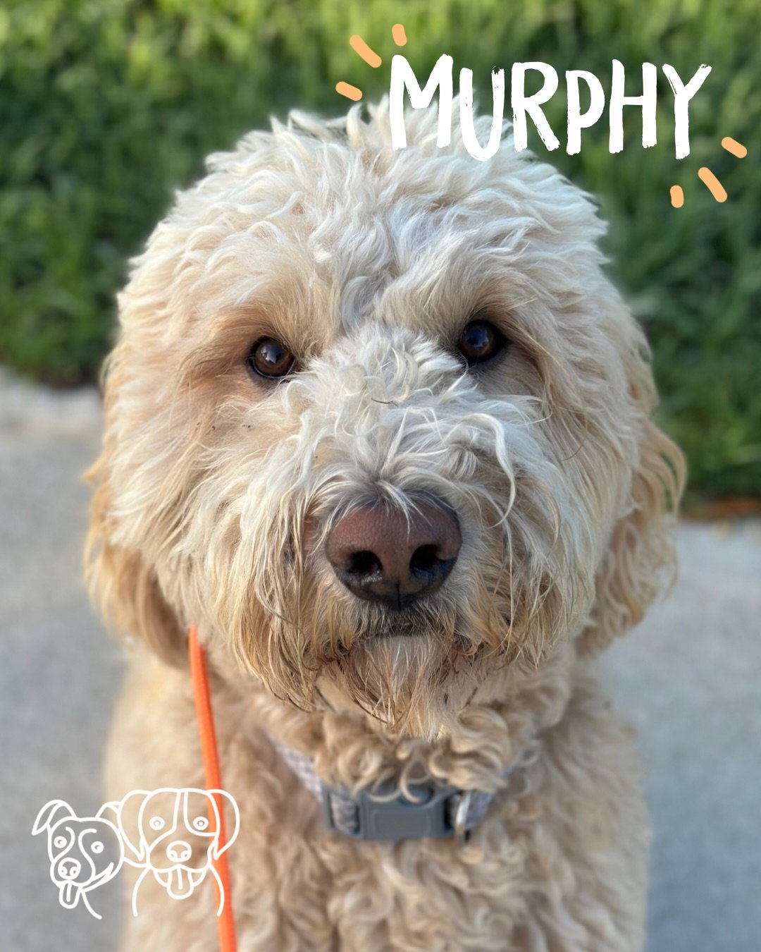 🐾 Training Walks 🐾

Mr Riva joined us again today and the crew (as expected) handled it like absolute pros! A bit of excitement to work through at the start, but once they settled, they were picture perfect 👏

Today was all about neutrality, gentl