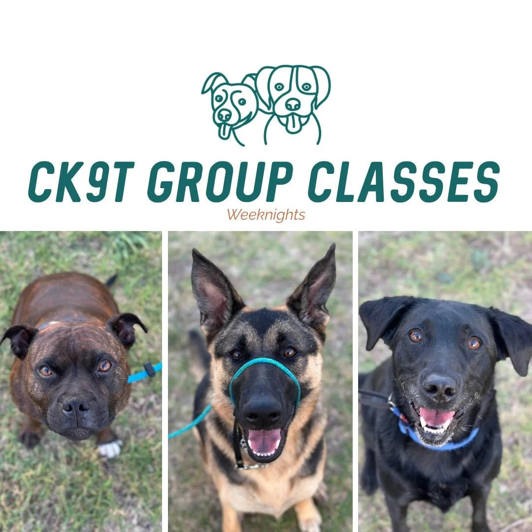🌅 Group Classes 🌅

Stunning night last night for it!

Big welcome to Miss Gemma joining the crew 👏

Last night we focused on working closer around other dogs, weaving between each other, and kicking off the foundations of &ldquo;orbit&rdquo; 💪