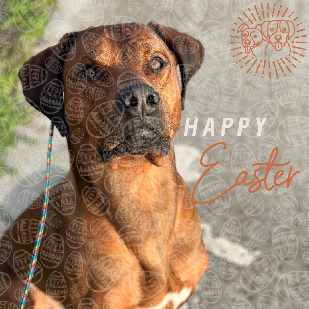 🐰 Happy Easter 🐰 

Wishing everyone a safe and happy Easter! 

Hope you&rsquo;re enjoying your long weekend, the sunshine, chocolate and the extra time with your doggos 🐶