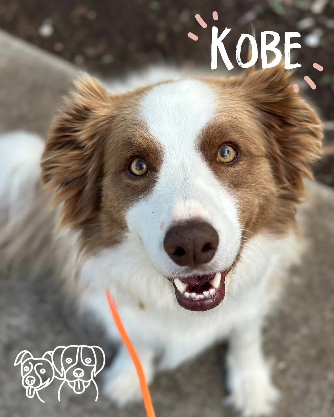 ☀️ Training Walks ☀️ 

Today&rsquo;s crew working through recall, Flexi leash work, trick training, tightening up our walking and working around other dogs 🔥