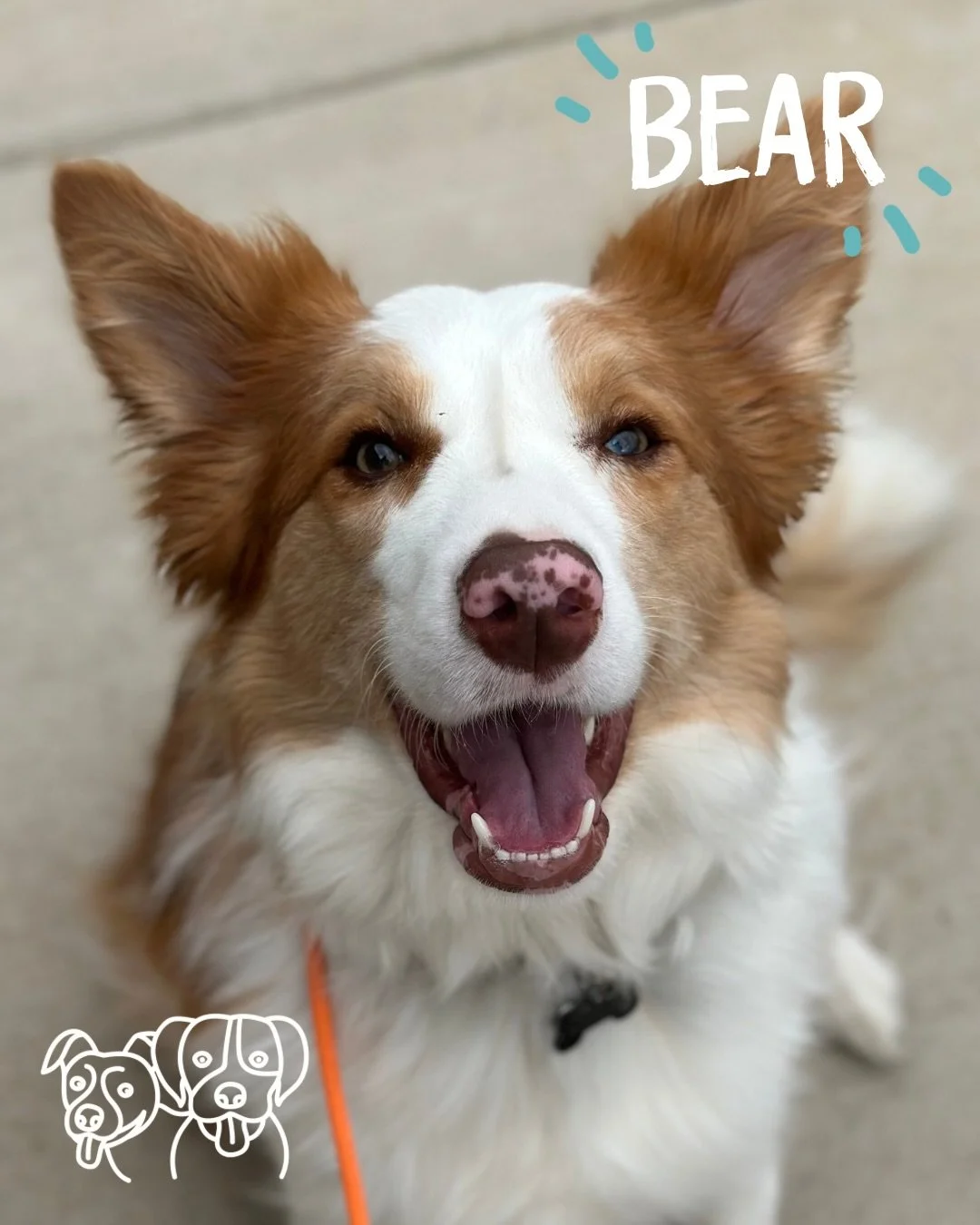 💪 Training Walks 💪

Today&rsquo;s crew absolutely smashing it, as always!

🤩 Bear - Making some incredible choices around dogs. Checking in with me when dogs were barking at him and absolutely nailing his recall 🔥

🤩 Gus &ndash; Put his commitme