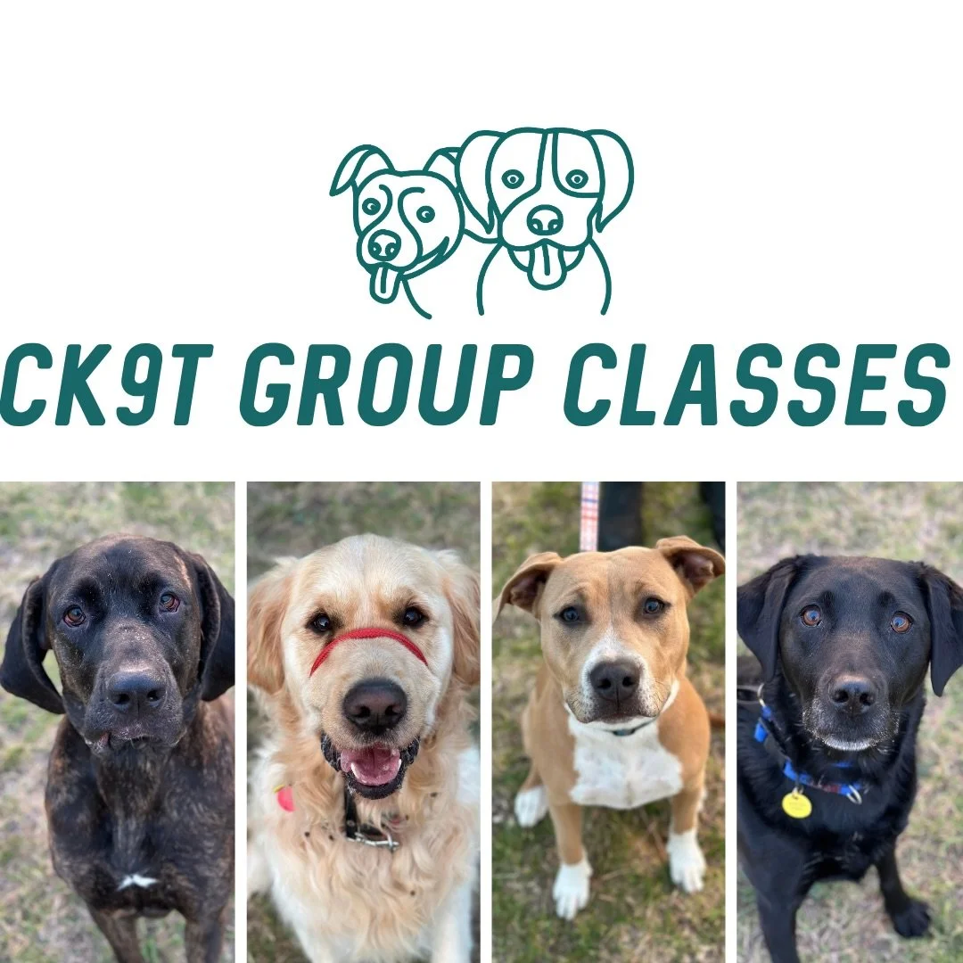 🐾 Group Classes 🐾 

A bit of a chilly evening tonight so tried to keep everyone warm with lots of moving! 

We had some fun with continuing our work on &ldquo;round&rdquo;, walking on the opposite side and working without our great pouches 💪