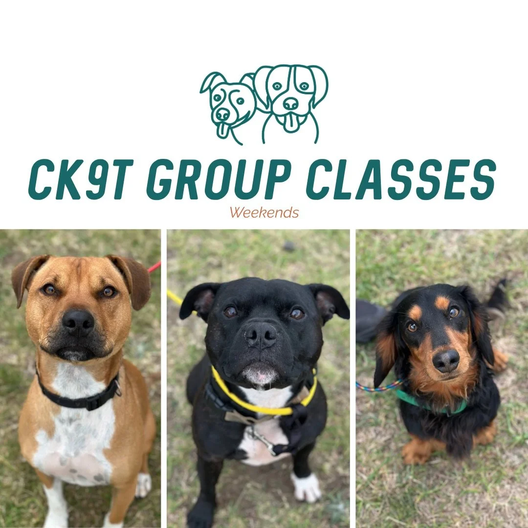 🐾 Group Classes 🐾

Another fresh start this morning, so we kept things simple and focused on walking and dog work 💪

We worked on:
&bull; Walking with dogs in front and behind
&bull; Spin &amp; switch
&bull; Holding implied stays
&bull; Weaving be
