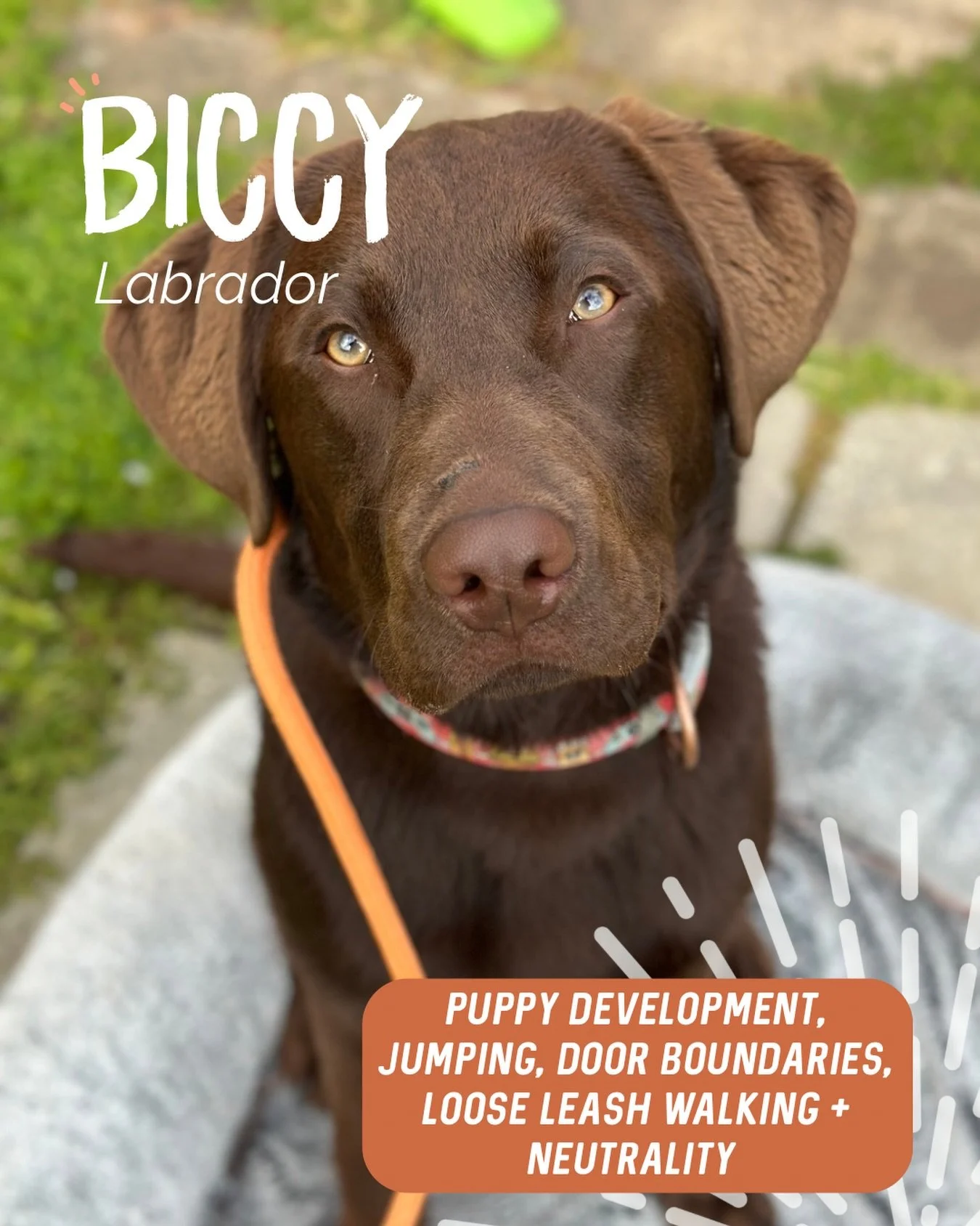 ✨ BICCY ✨

This handsome man is your typical young Labrador, full of beans and loves everyone 🐾

During our sessions we focused on giving him proper outlets for that energy while also creating some clarity around what&rsquo;s expected of him. 

Work
