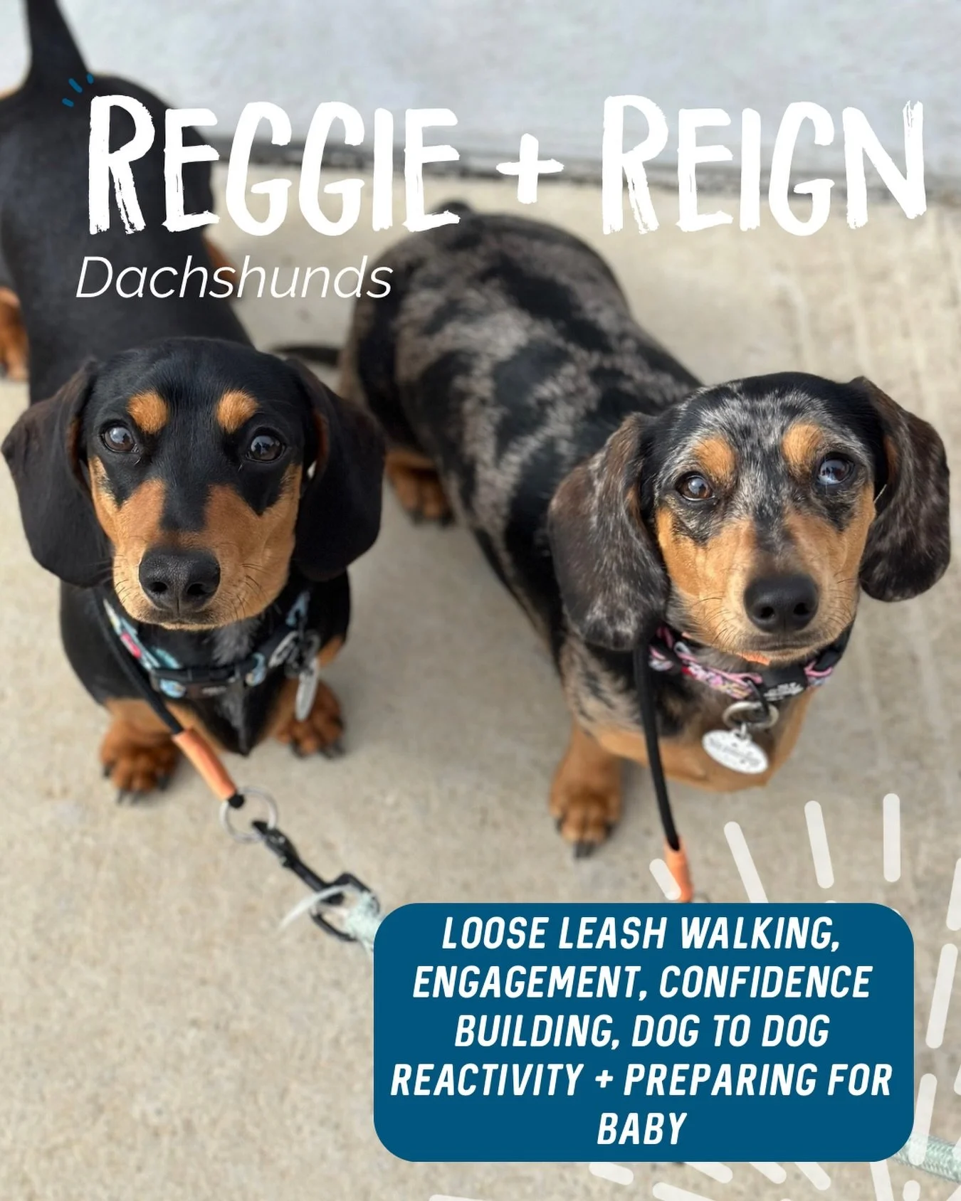 ✨ REGGIE + REIGN ✨

These two are absolute sweethearts 🥹 Their humans reached out wanting to get on top of a few behaviours before Bub arrived, setting everyone up for success from the get go.

Over our 4 sessions, we worked through:
✨ Clear communi
