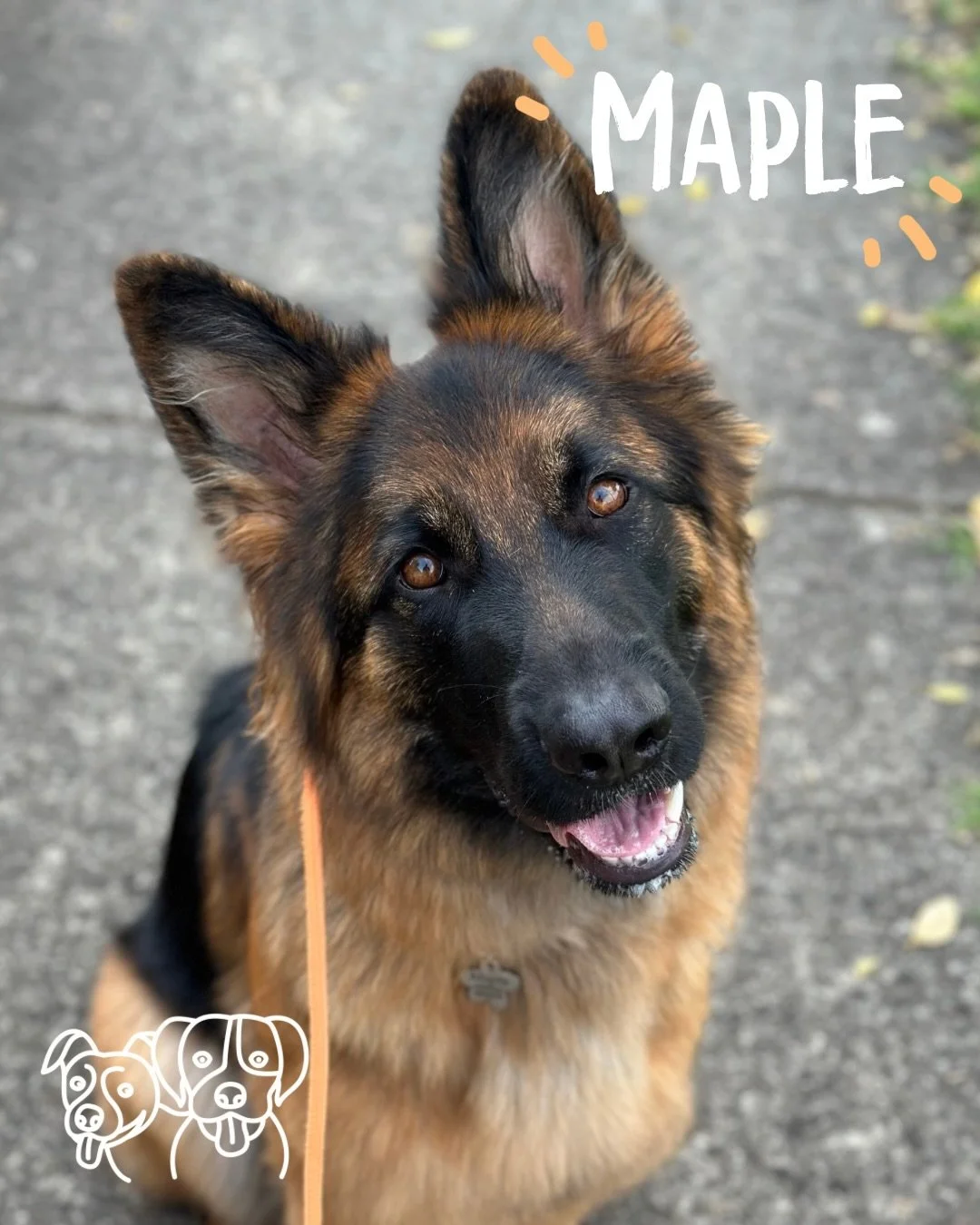 🔥 Training Walks 🔥

Say hello to the new kid, Miss Maple 🍁😍

The crew came in hot today, full of beans and ready to work!

We focused on building engagement, sharpening recall, tightening up loose leash walking, and bringing in play to keep thing