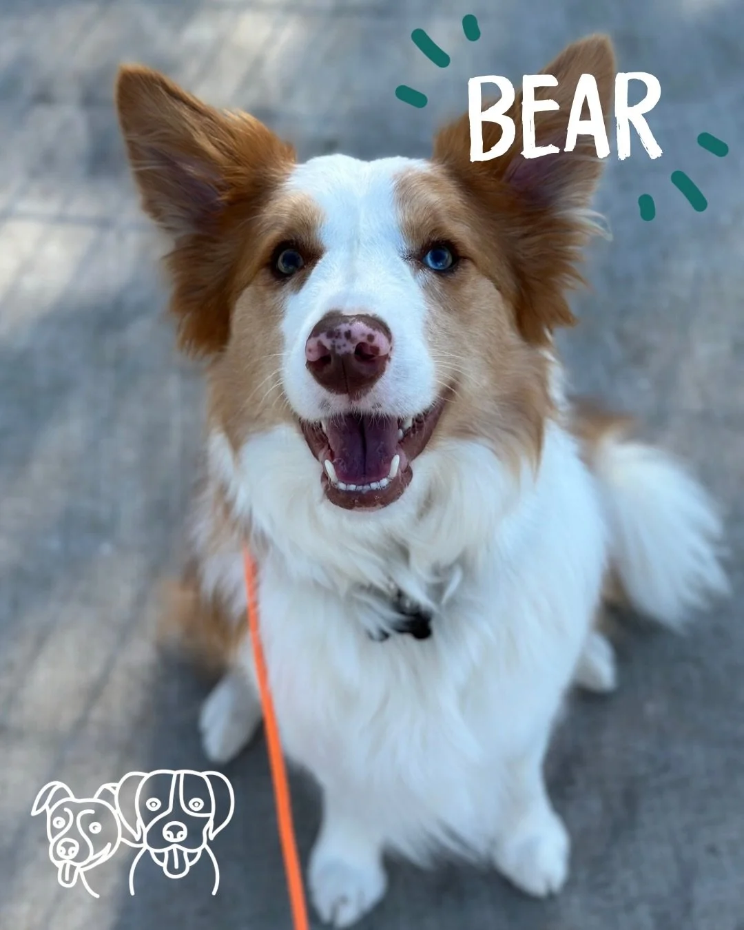 ☀️ Training Walks ☀️

The crew soaking up the sunshine today ☀️

Much like yesterday, our focus was on engagement, recall, play and loose leash walking 🔥

Continuing to challenge each dog while building on their skills and understanding 💪