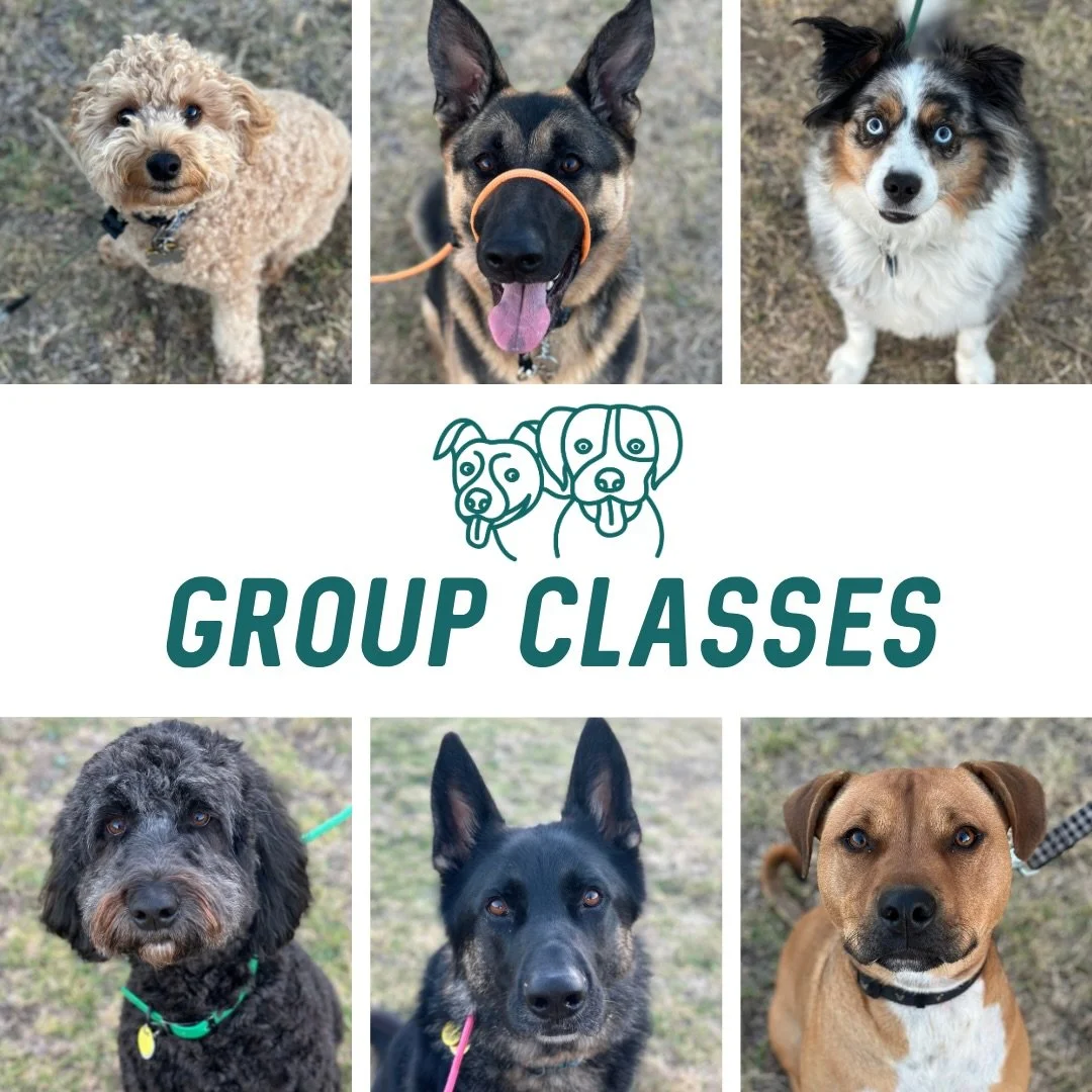 🌅 Group Classes 🌅

Tonight&rsquo;s crew putting in the work 🔥

We covered a heap, including:
➡️ Tightening up obedience
➡️ Adding leash pressure to sit, drop &amp; stand
➡️ Place training
➡️ Roll over 

Everyone showed up and put in the effort, lo