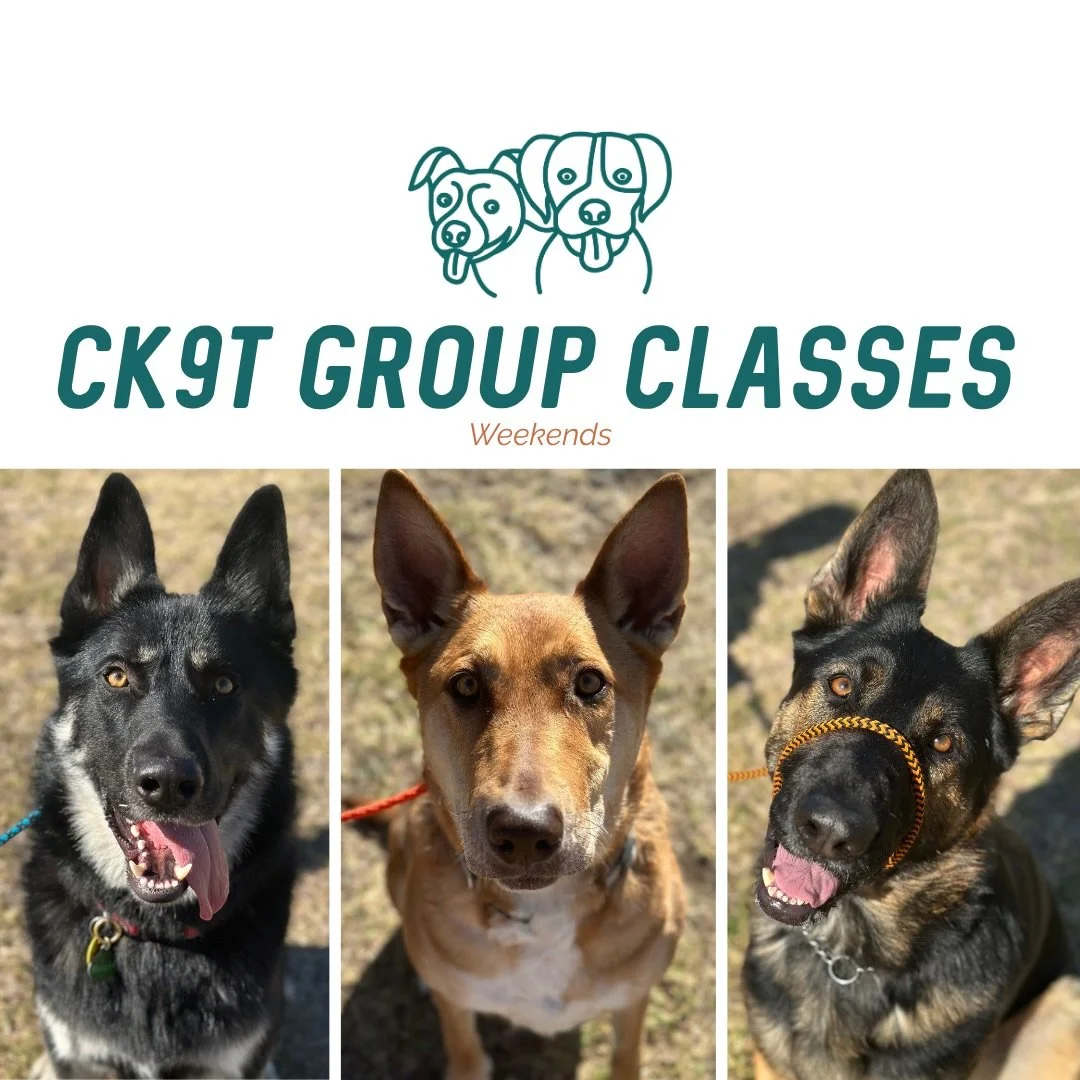 ☀️ Group Classes ☀️

This morning we welcomed Miss Pepper to the crew 🔥

Everyone continues to absolutely smash it 💪 Dogs checking in, choosing to disengage from each other, and loose leash walking like pros.

We mixed things up today with a bit of