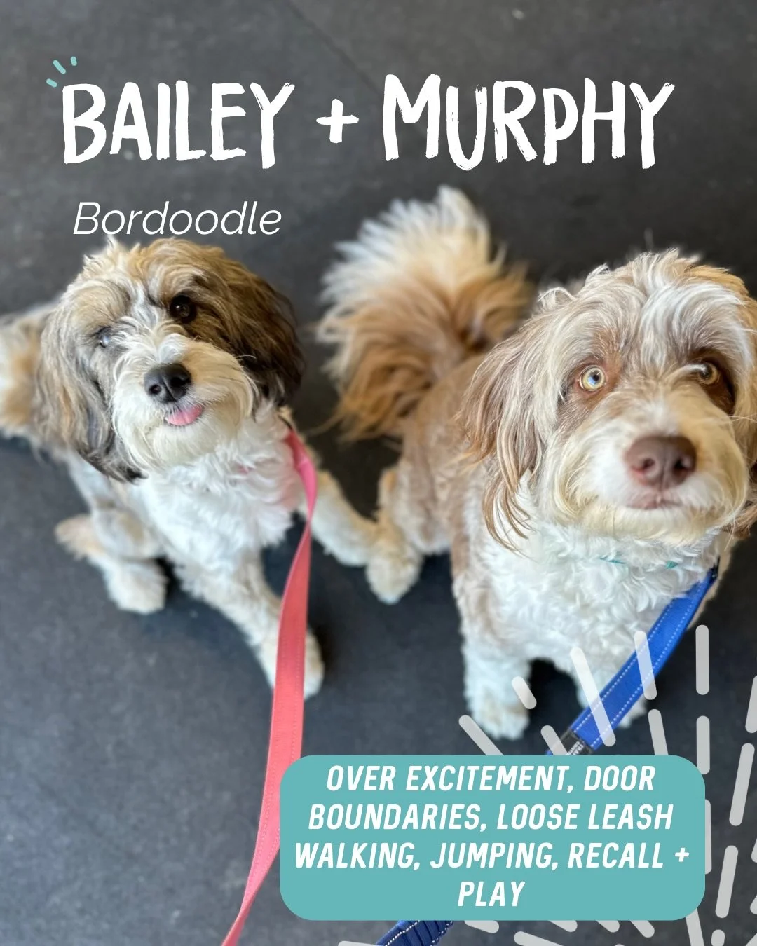 ✨ BAILEY + MURPHY ✨

How gorgeous are these two 😍

Our main focus was helping Miss Bailey develop into a solid dog! Across the sessions we worked through&hellip;
➡️ Making walking beside her human the most rewarding place to be
➡️ Teaching her that 