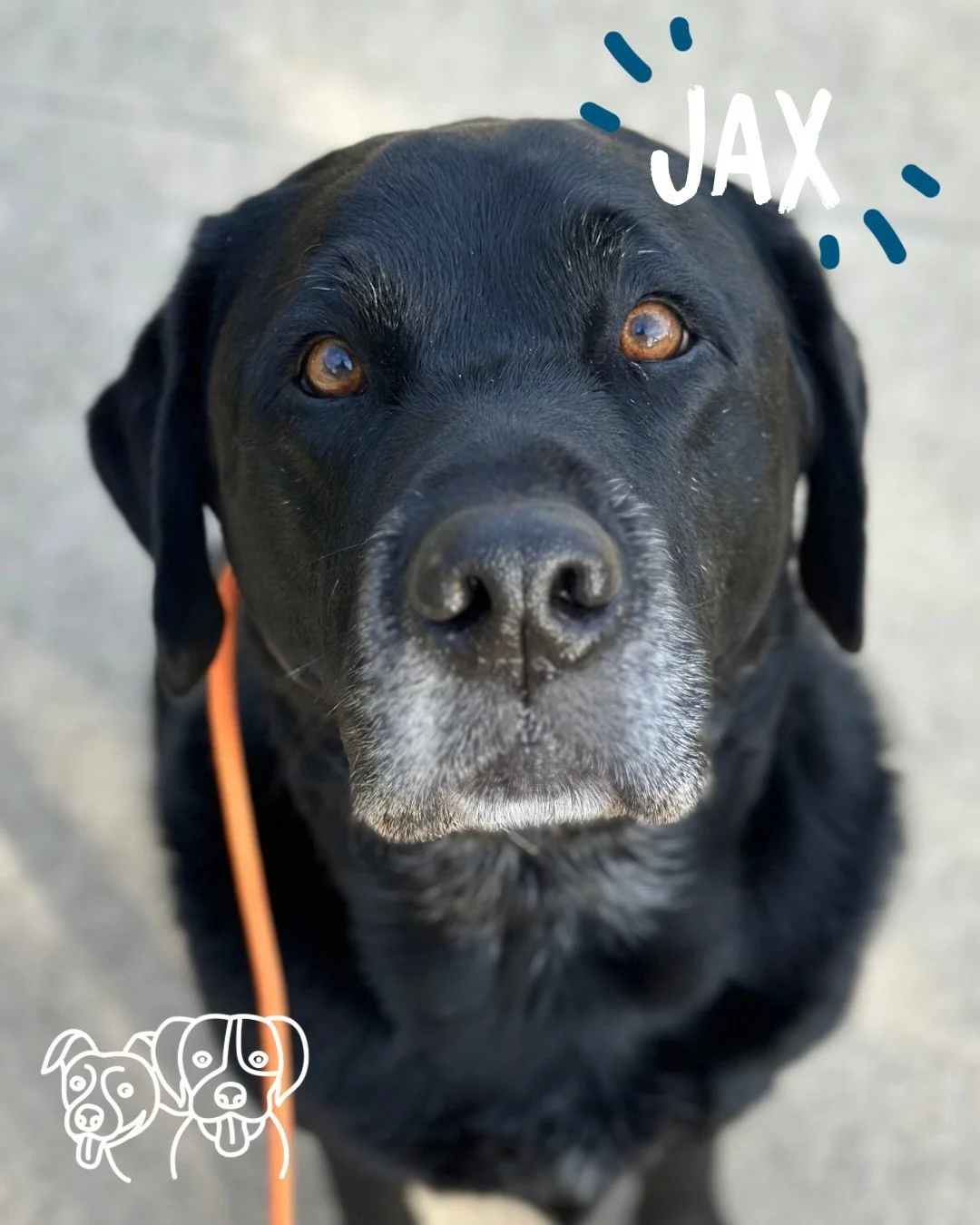 🌻 Training Walks 🌻

Todays crew showing everyone how it&rsquo;s done!

Brilliant loose leash walking, choosing me over everything, speedy recalls and increased confidence 💪🔥

We also revisited some objects and training to check if the dogs had le