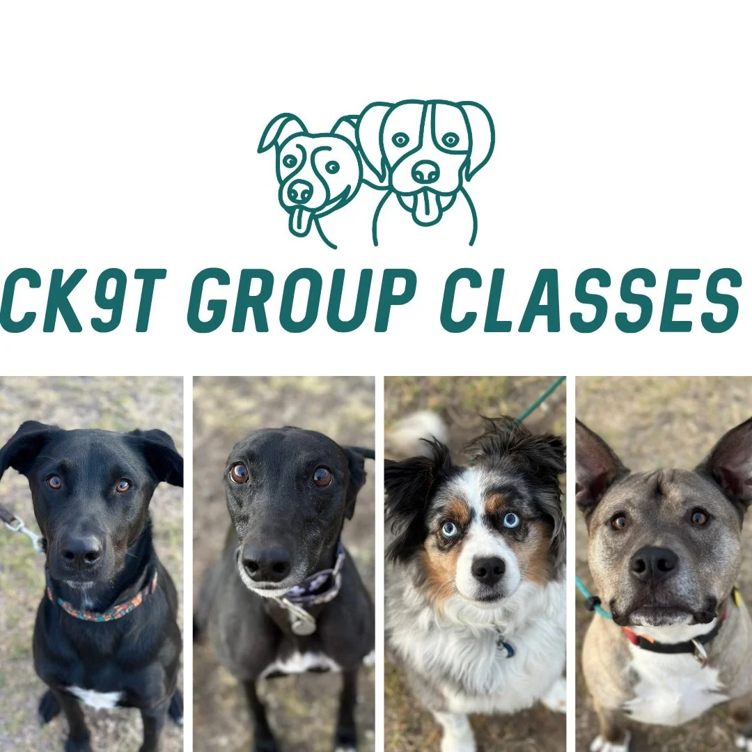 🌙 Group Classes 🌙

Tonight we welcomed Miss Ella the greyhound to the crew 😍

Loose leash walking, recall and &ldquo;round&rdquo; were the main focus tonight 💪
We also had some great chats around how to adjust exercises (making things easier or m