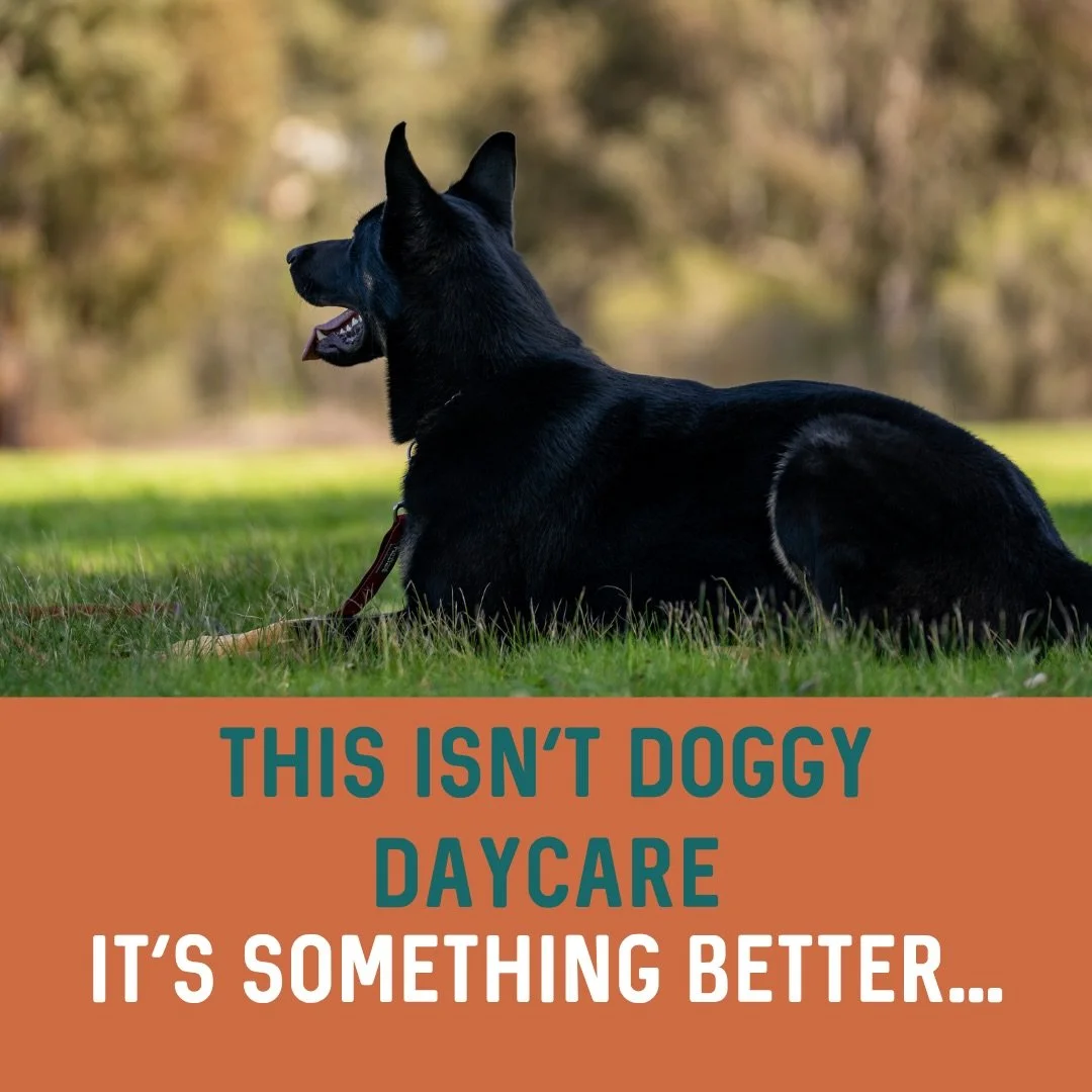 👀🎉 DAY TRAINS 🎉👀

There&rsquo;s a big difference between a dog coming home tired&hellip; and a dog coming home fulfilled.

A lot of environments focus on stimulation, socialisation and &ldquo;burning energy&rdquo; but what we often see is dogs re