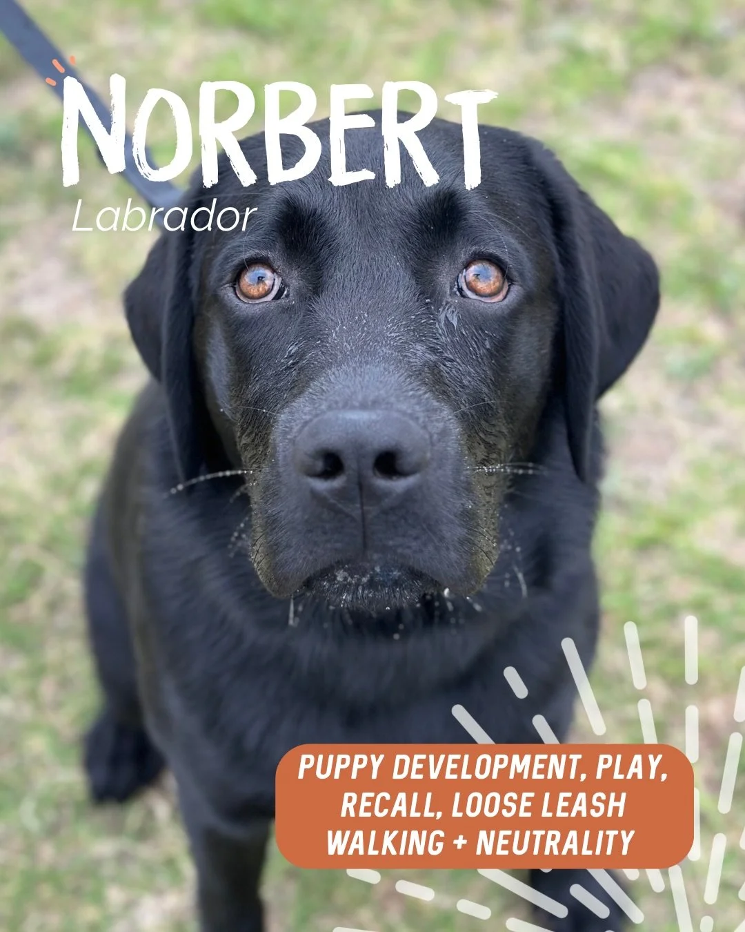 ✨ NORBERT ✨

This divine critter is your typical young lab, loves everyone and shows a lot of enthusiasm 🎉

Norbert is incredibly lucky to have a family who wanted to get ahead of things early and set him up properly 💪

Over a couple of sessions, w