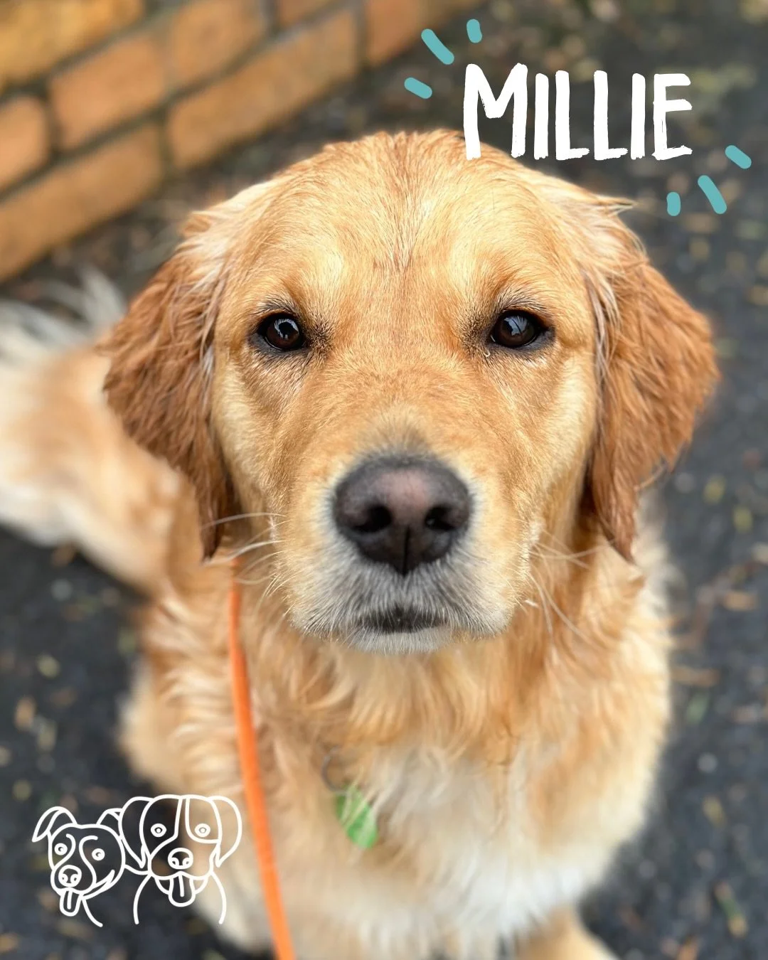 ☔️ Training Walks ☔️

Today&rsquo;s crew got just a little bit soggy 🤦&zwj;♀️

Lots of movement today to keep everyone warm, with a mix of recall, play, trick training and plenty of walking 💪🔥

Surprisingly everyone actually enjoyed the rain&helli