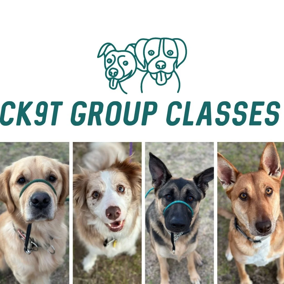⭐️ Group Classes ⭐️

Tonight&rsquo;s crew smashing it as always 🔥

A little chilly tonight, so there was lots of movement and plenty of walking to keep everyone warm 🥶🥾

I brought Koda bear out with us and worked the crew through walking towards a