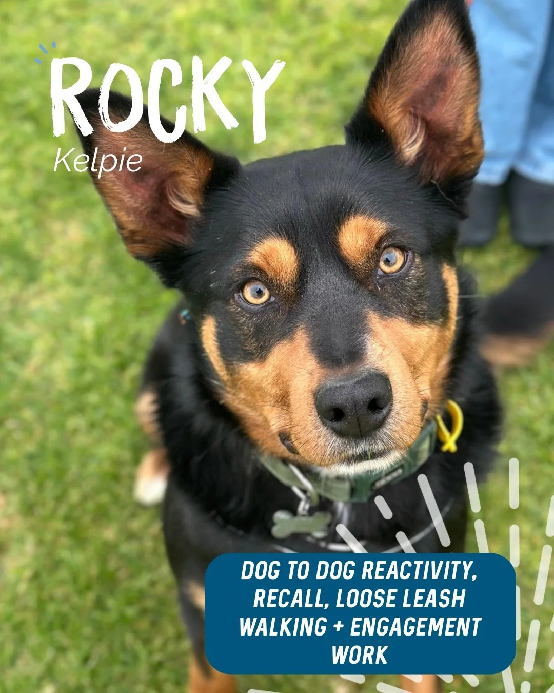 ✨ ROCKY ✨

Rocky man is your typical kelpie, full of energy, enthusiasm and always ready to go 🔥

Rocky came to work with us shortly after settling into his new home. 

Being such an intense young dude, especially around other dogs, this became a hu