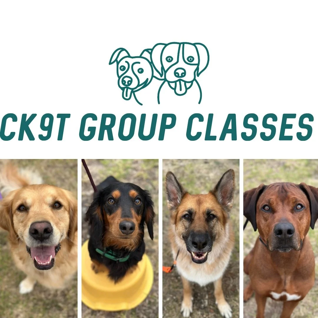 ✨ Group Classes ✨

This morning&rsquo;s crew mixed things up a little and worked their way through 8 different stations! Plenty of learning, plenty of fun, and everyone stayed busy 🔥

Today&rsquo;s activities included&hellip;
✨ Recall
✨ Bed work
✨ S